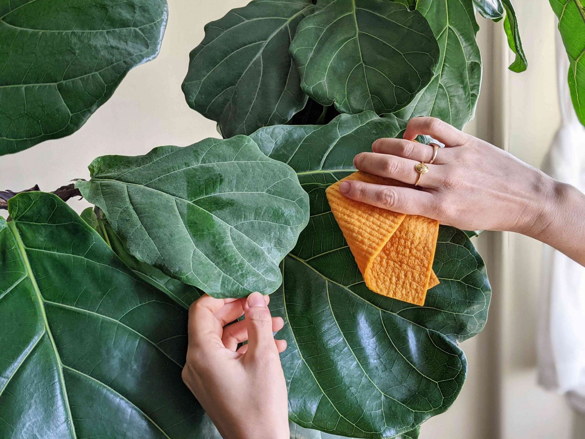 manos limpian la planta de higuera de hoja de violín polvorienta con un paño naranja
