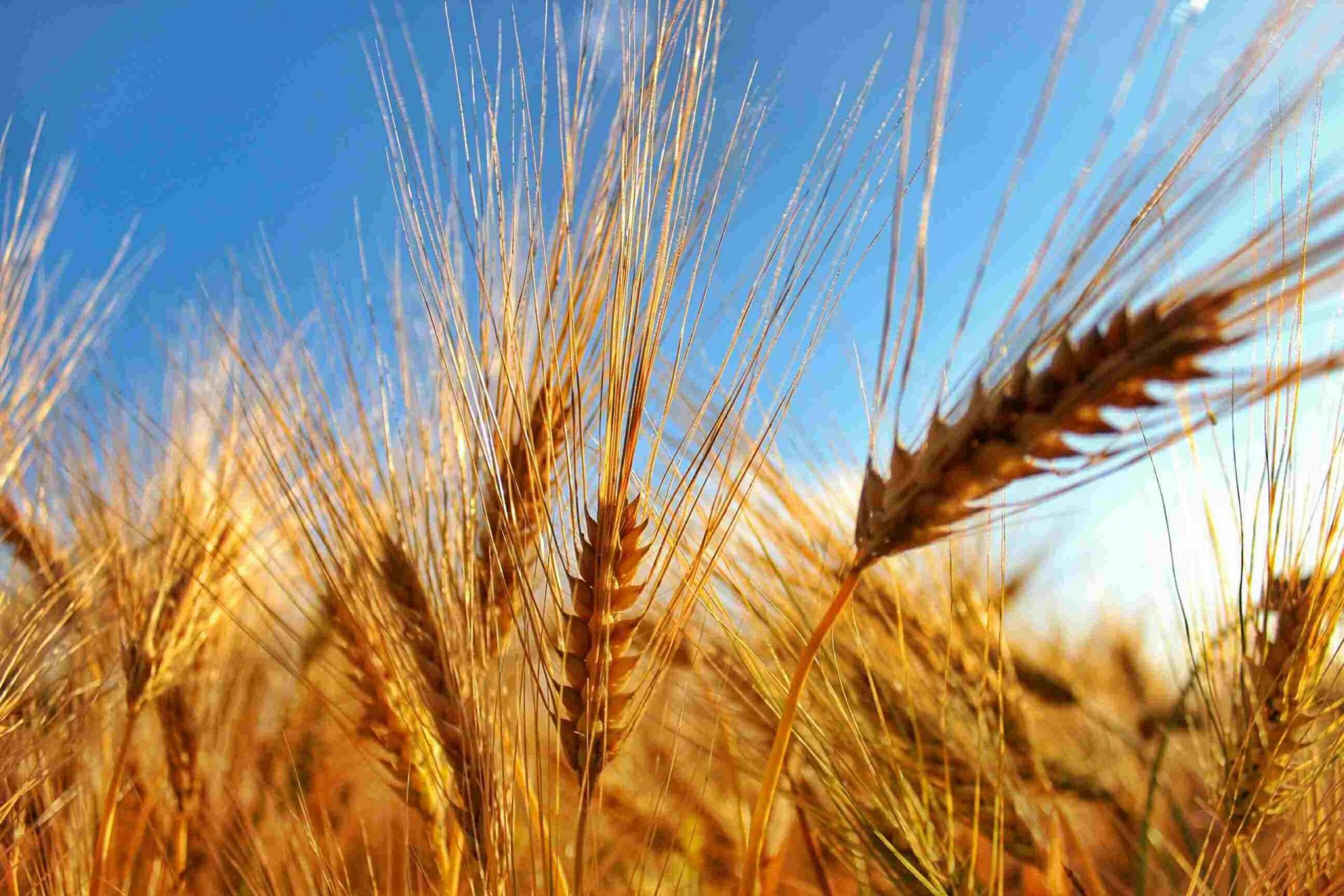 Primer plano de trigo creciendo en el campo contra el cielo