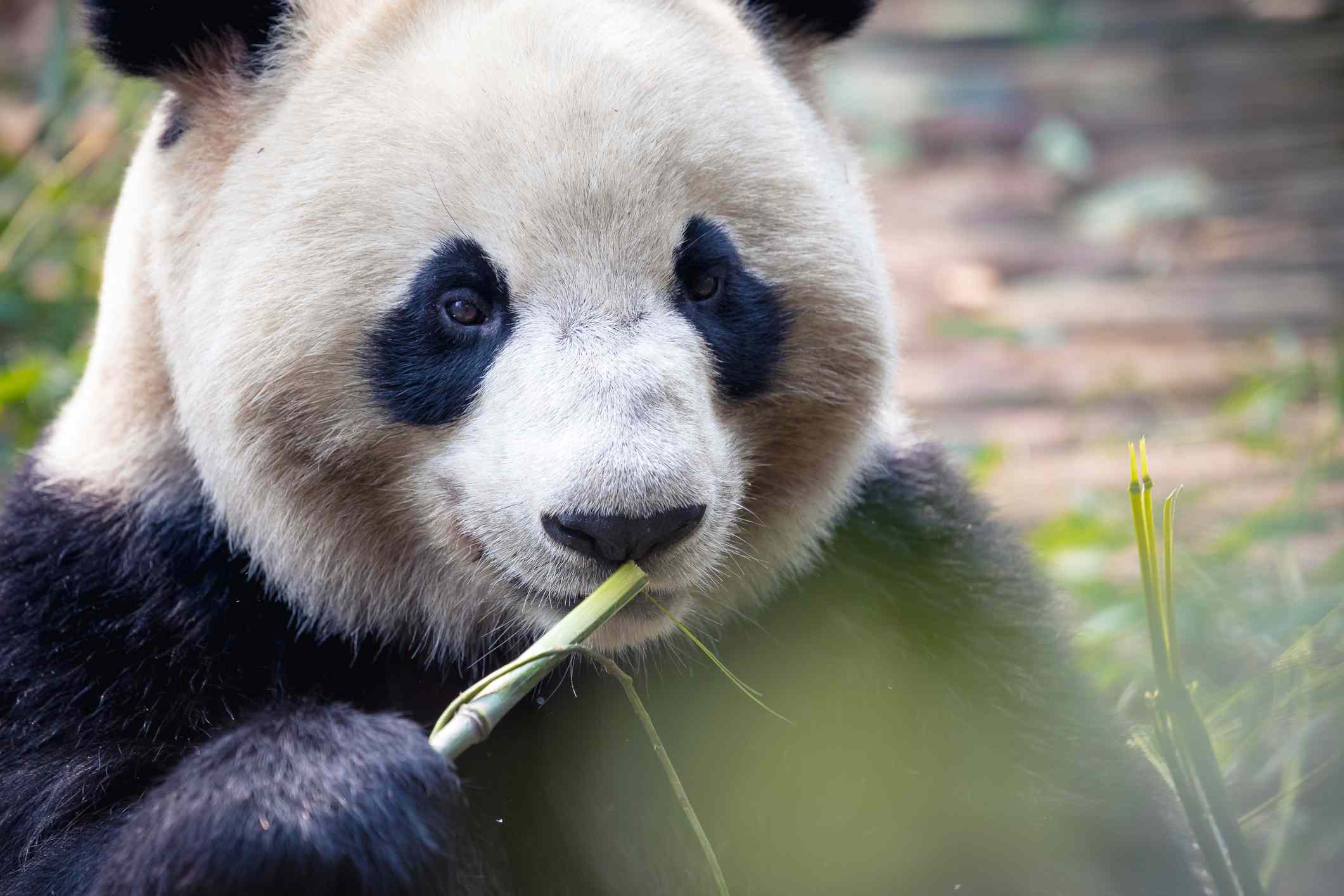 retrato de cerca de un panda en Chengdu , China , Sichuan
