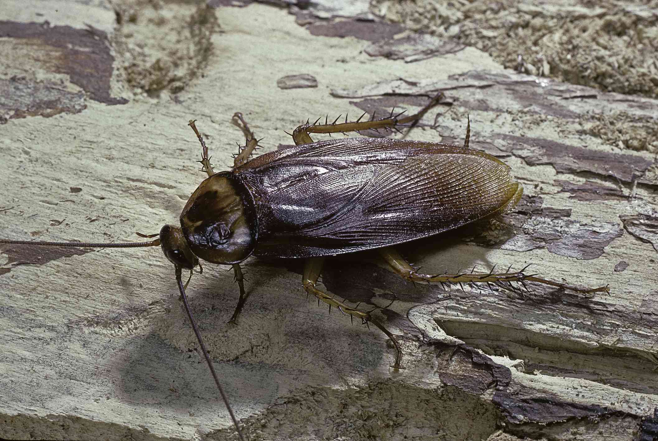 Una cucaracha marrón con patas puntiagudas en la rama de un árbol