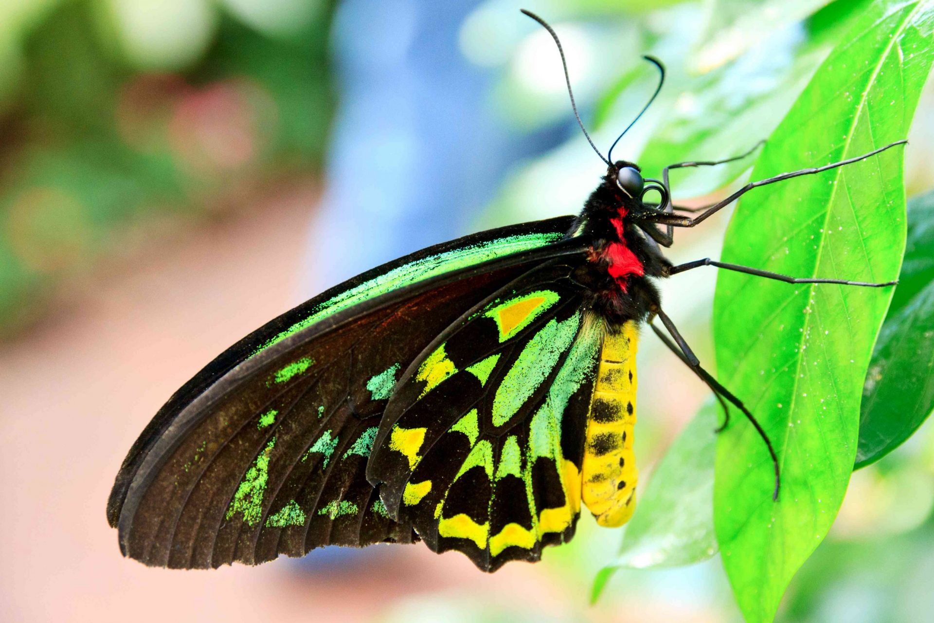 una colorida mariposa ala de pájaro de la reina Alexandra descansando sobre una hoja