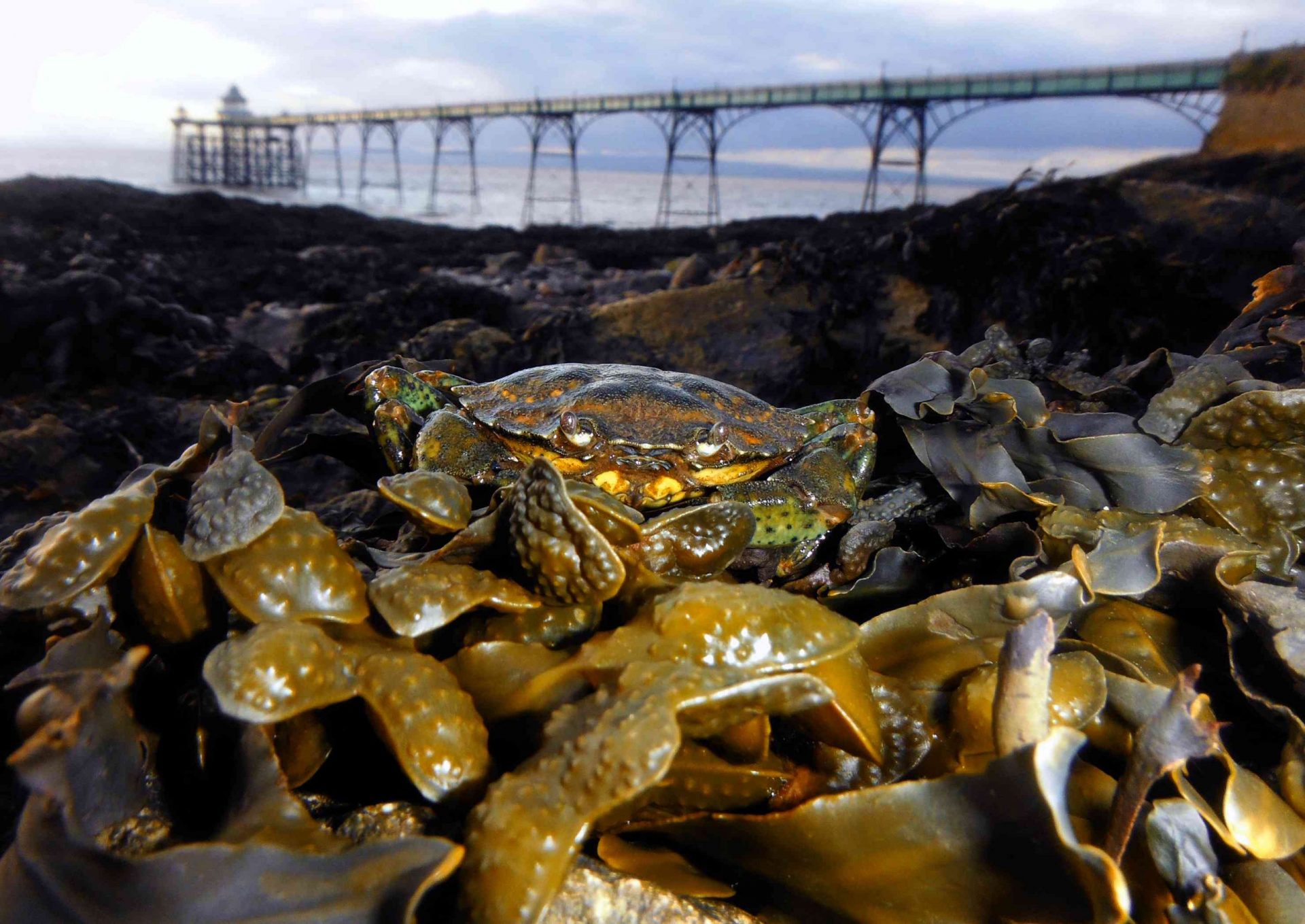Cangrejo de costa común descansando sobre algas en Clevedon