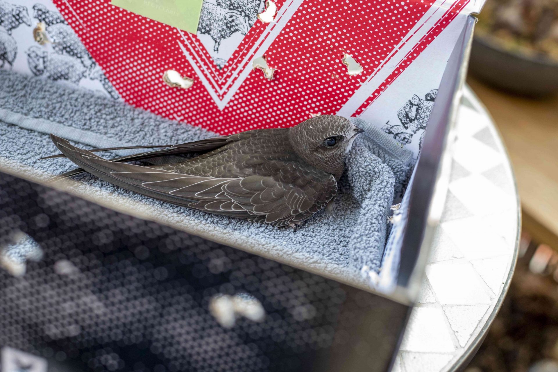 Pájaro joven sentado sobre una toalla en una caja de zapatos