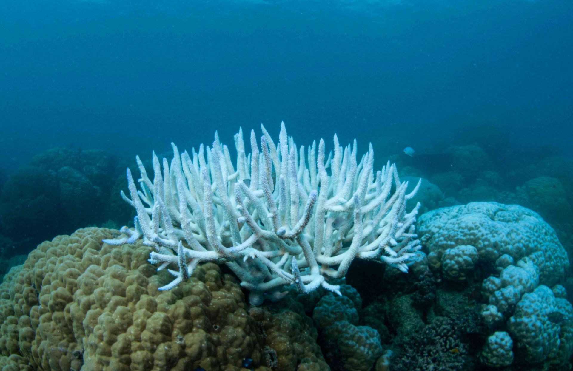 Decoloración del coral en la Gran Barrera de Coral