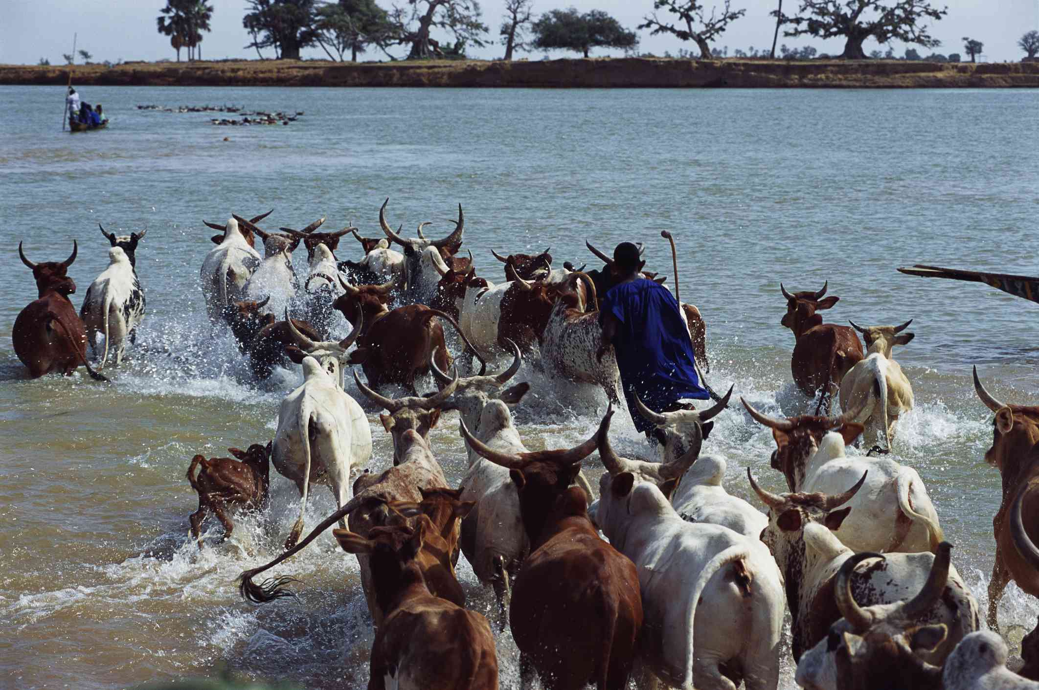 Un rebaño de vacas con cuernos se dirige a una masa de agua