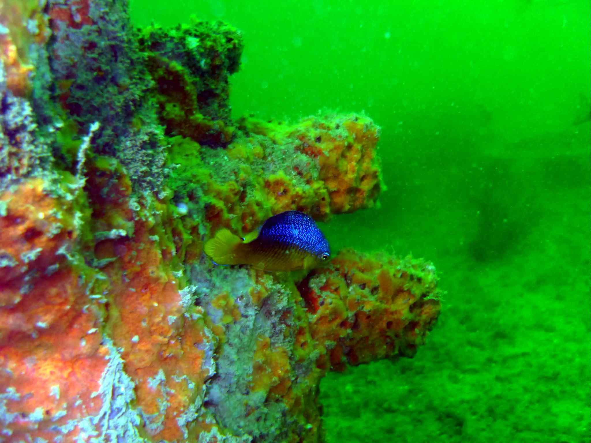 pez damisela azul cultivando algas en agua verde