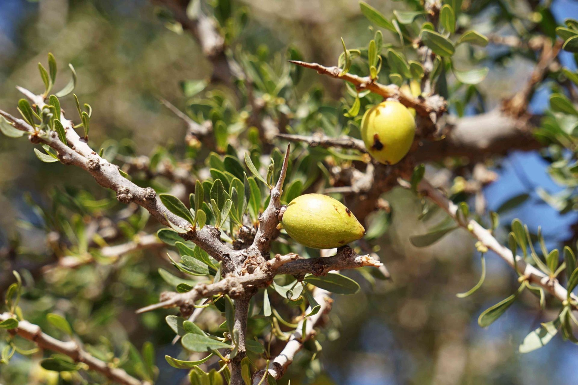 Detalle de la rama espinosa del árbol de argán (Argania spinosa) con el fruto maduro, utilizado para el costoso y raro aceite cosmético