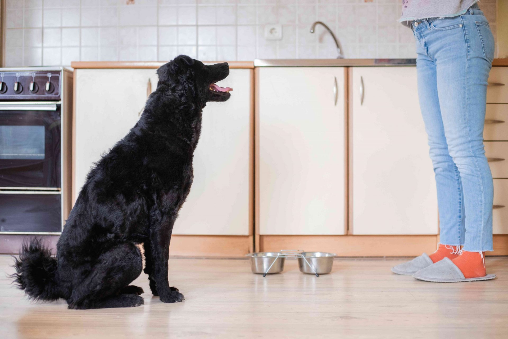 el perro mira fijamente a su dueño humano en la cocina junto a su cuenco vacío