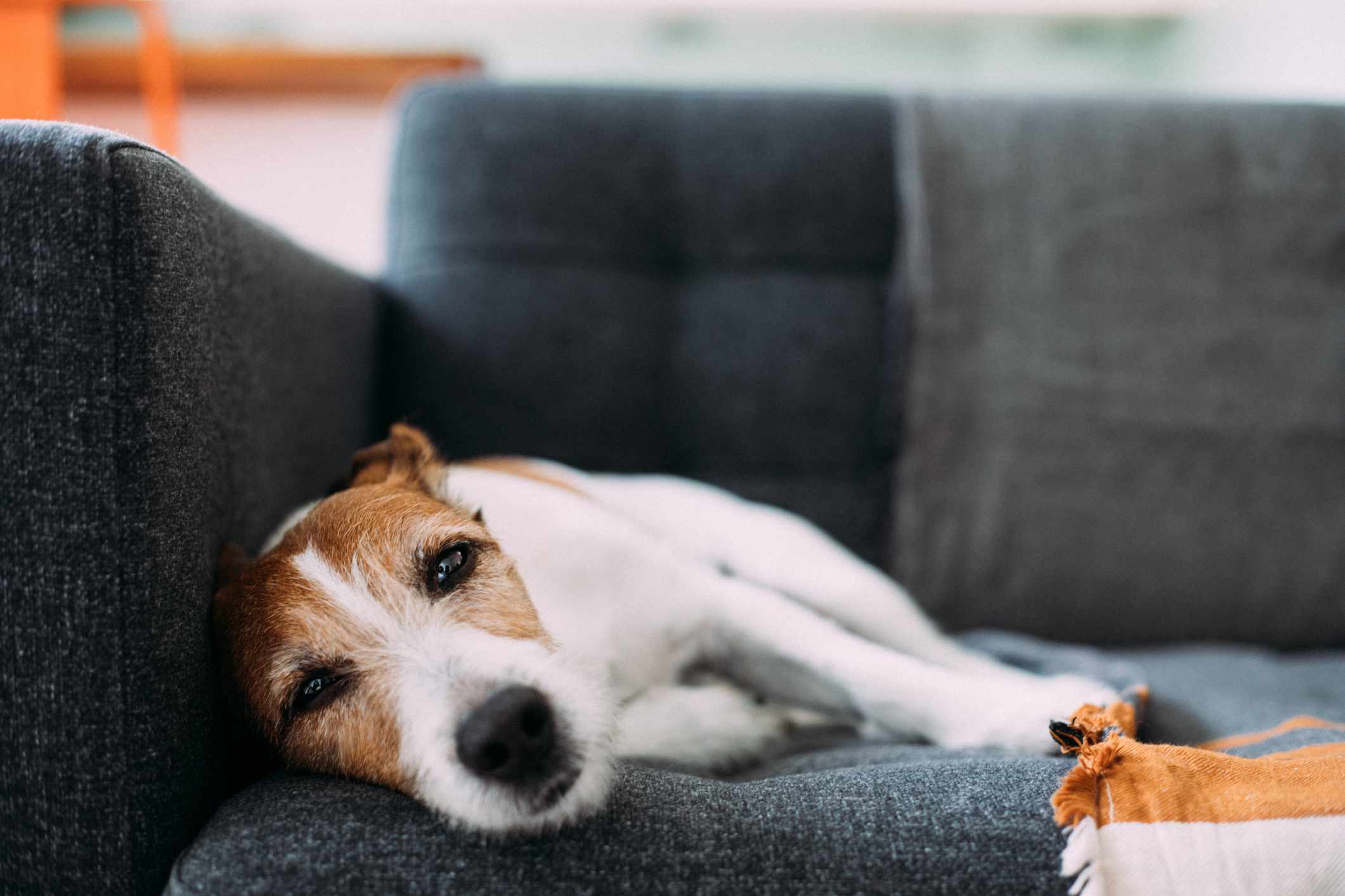 Parson Russell terrier tumbado en el sofá, con aspecto enfermo y triste