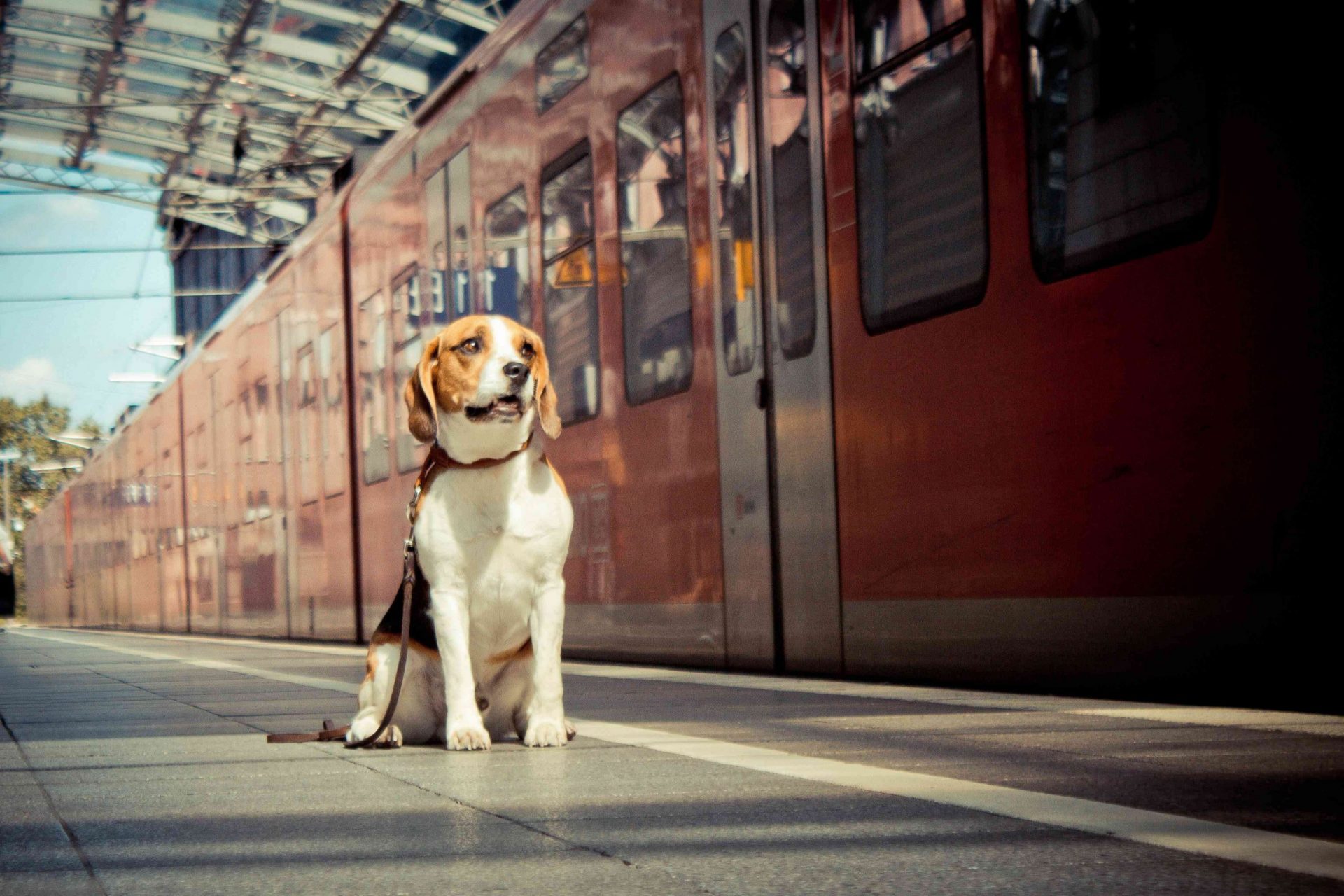 Perro sentado junto a un tren aparcado