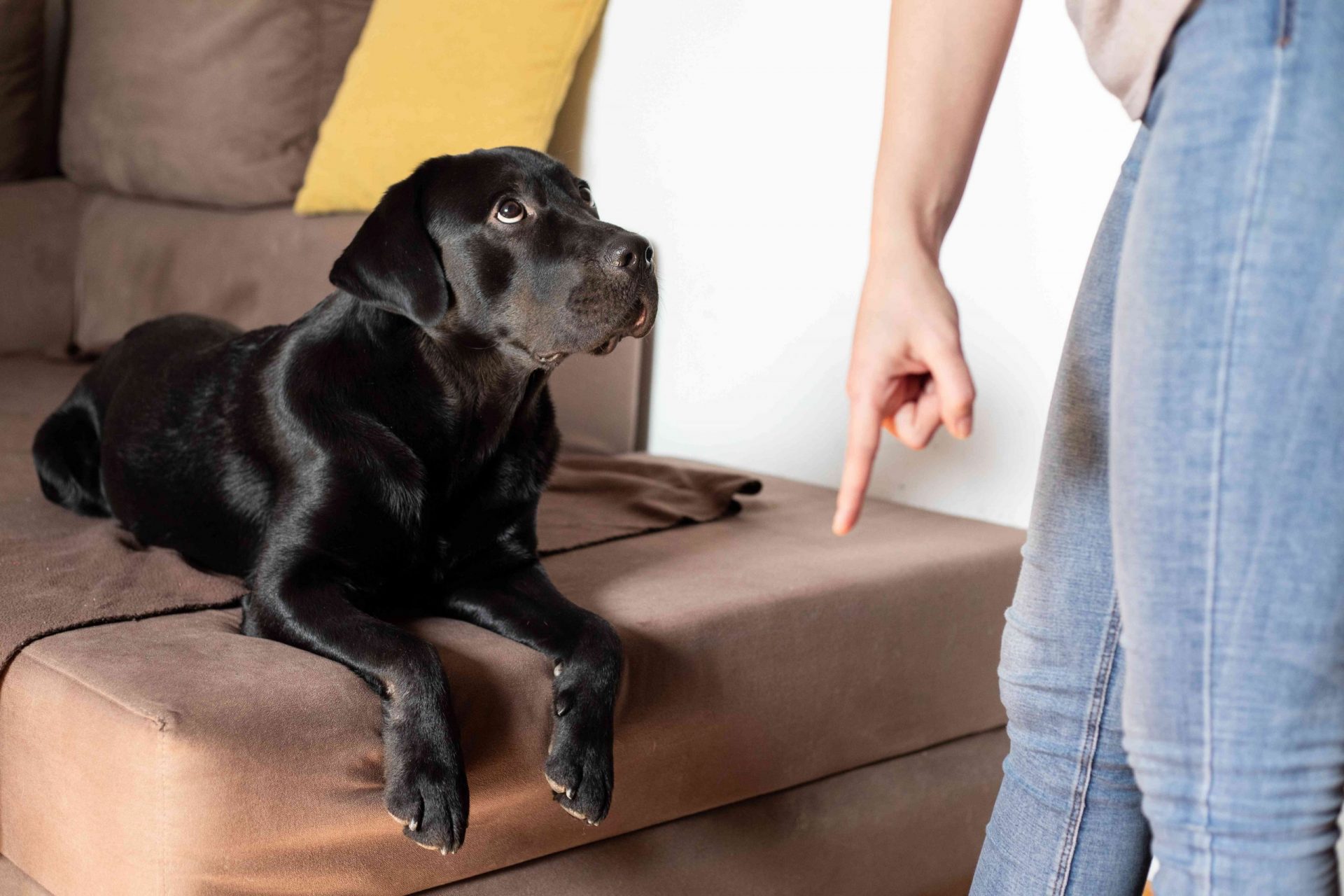 una persona ordena al perro que se levante del sofá mientras el perro parece confundido