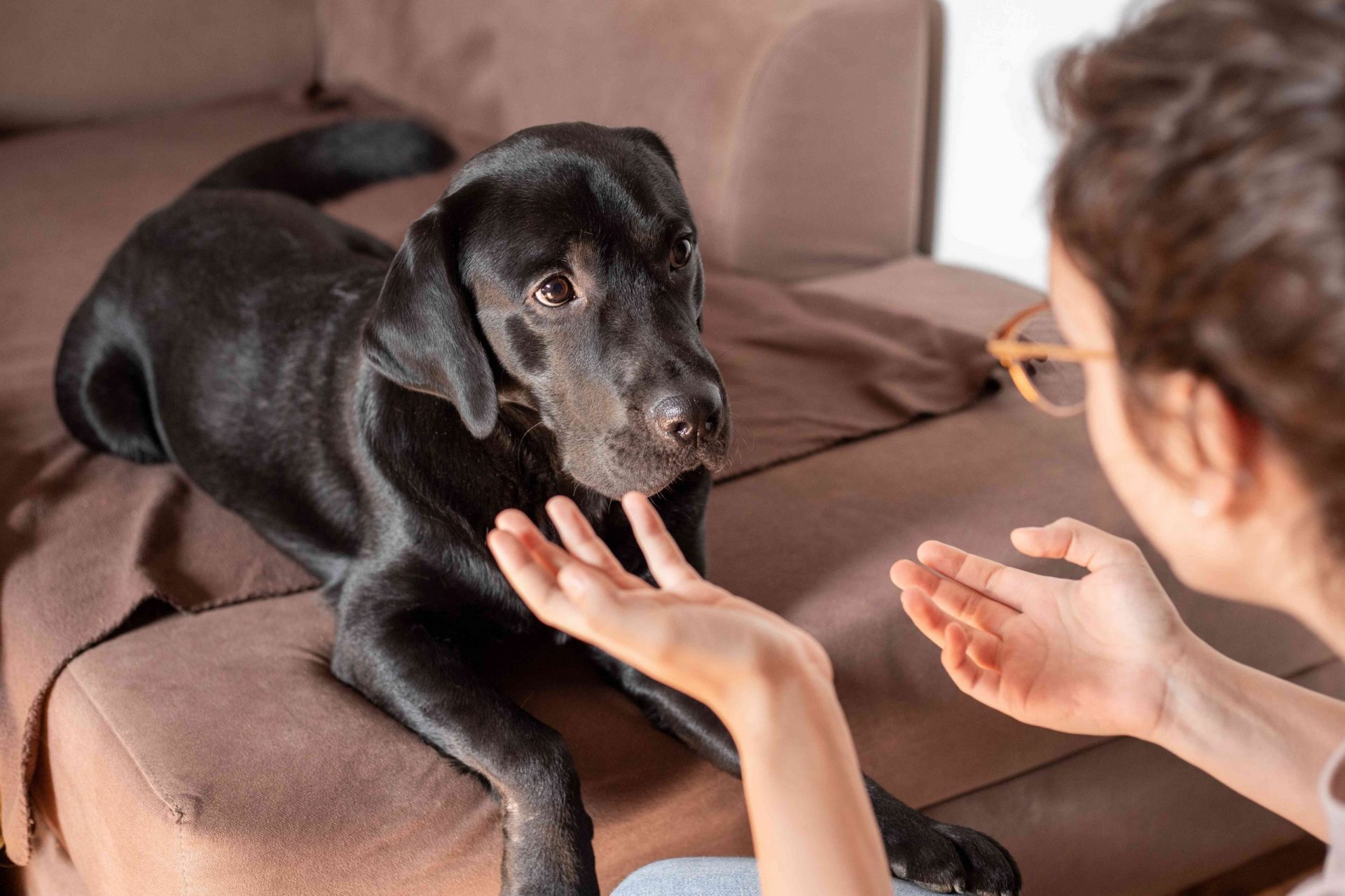 una persona habla al perro haciendo gestos con las manos mientras el perro parece confundido