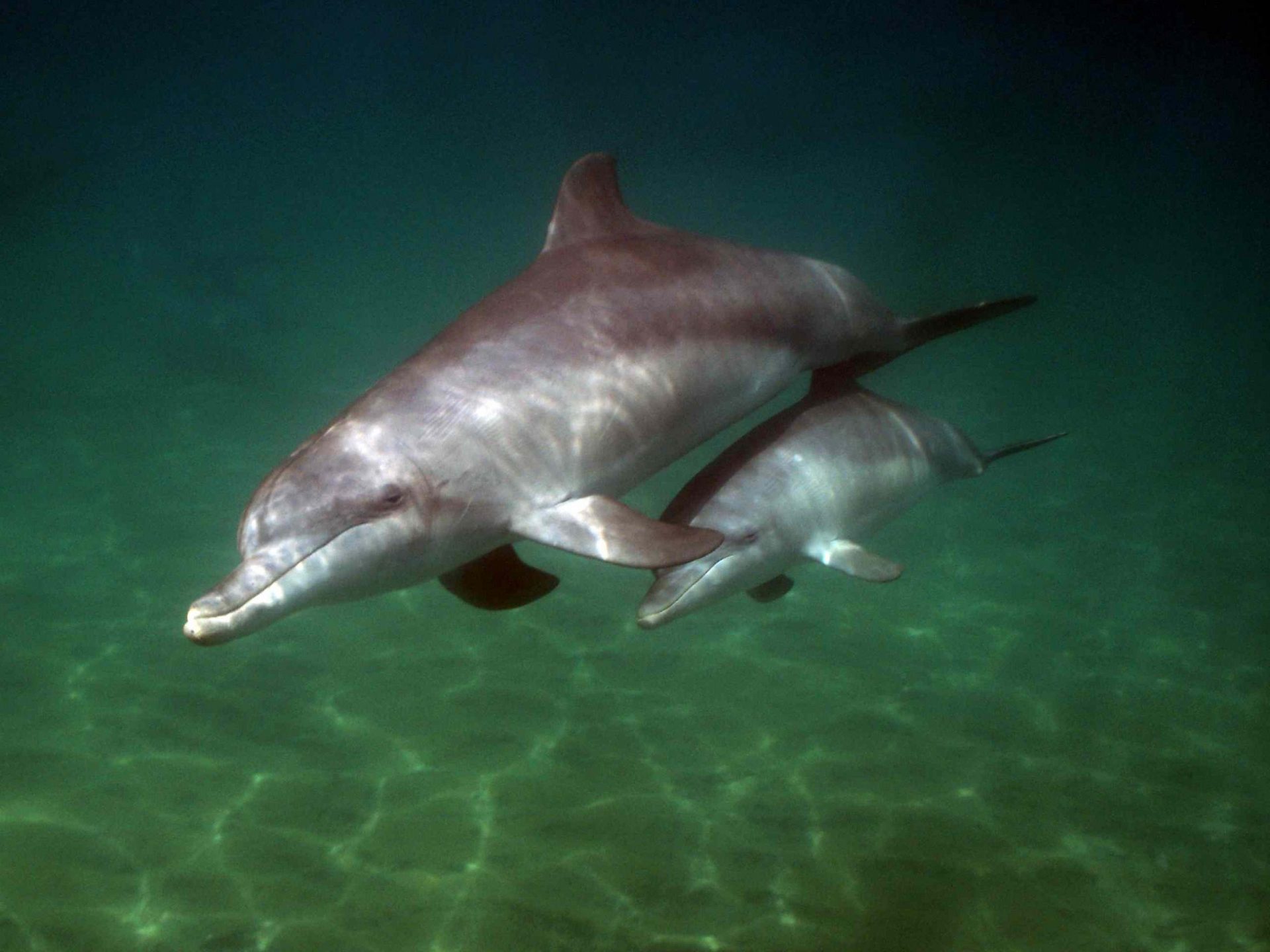 madre y cría de delfín nadando a la par en aguas oscuras