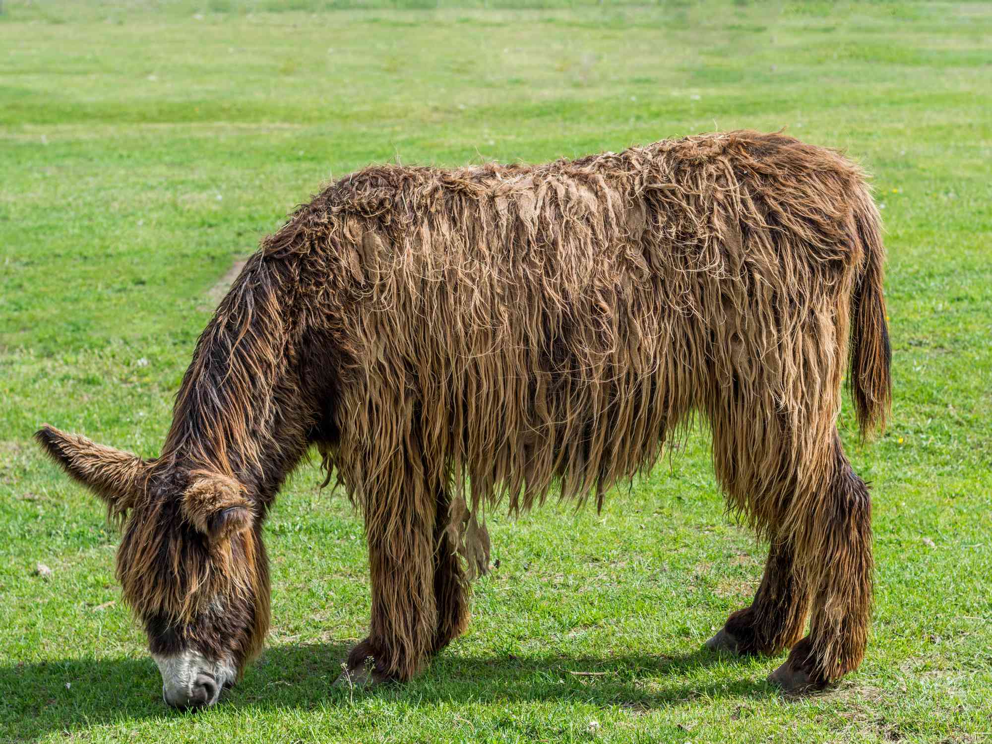 perfil del burro de Poitou pastando con pelo largo y desgreñado de color marrón