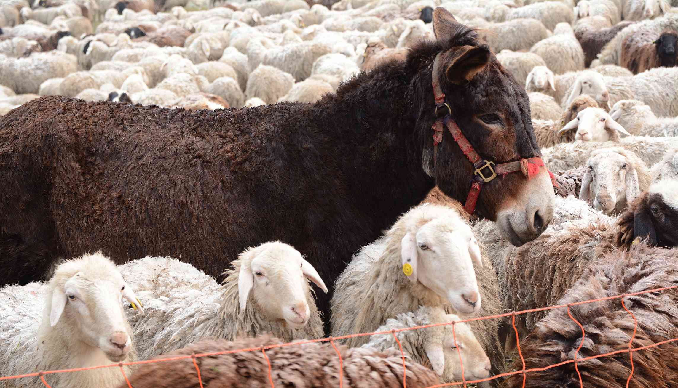 burro grande en un corral rodeado de ovejas