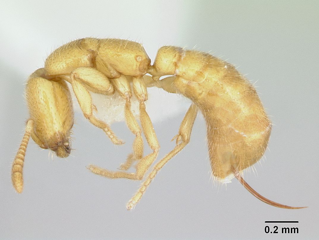 toma científica de la hormiga Drácula bajo el microscopio