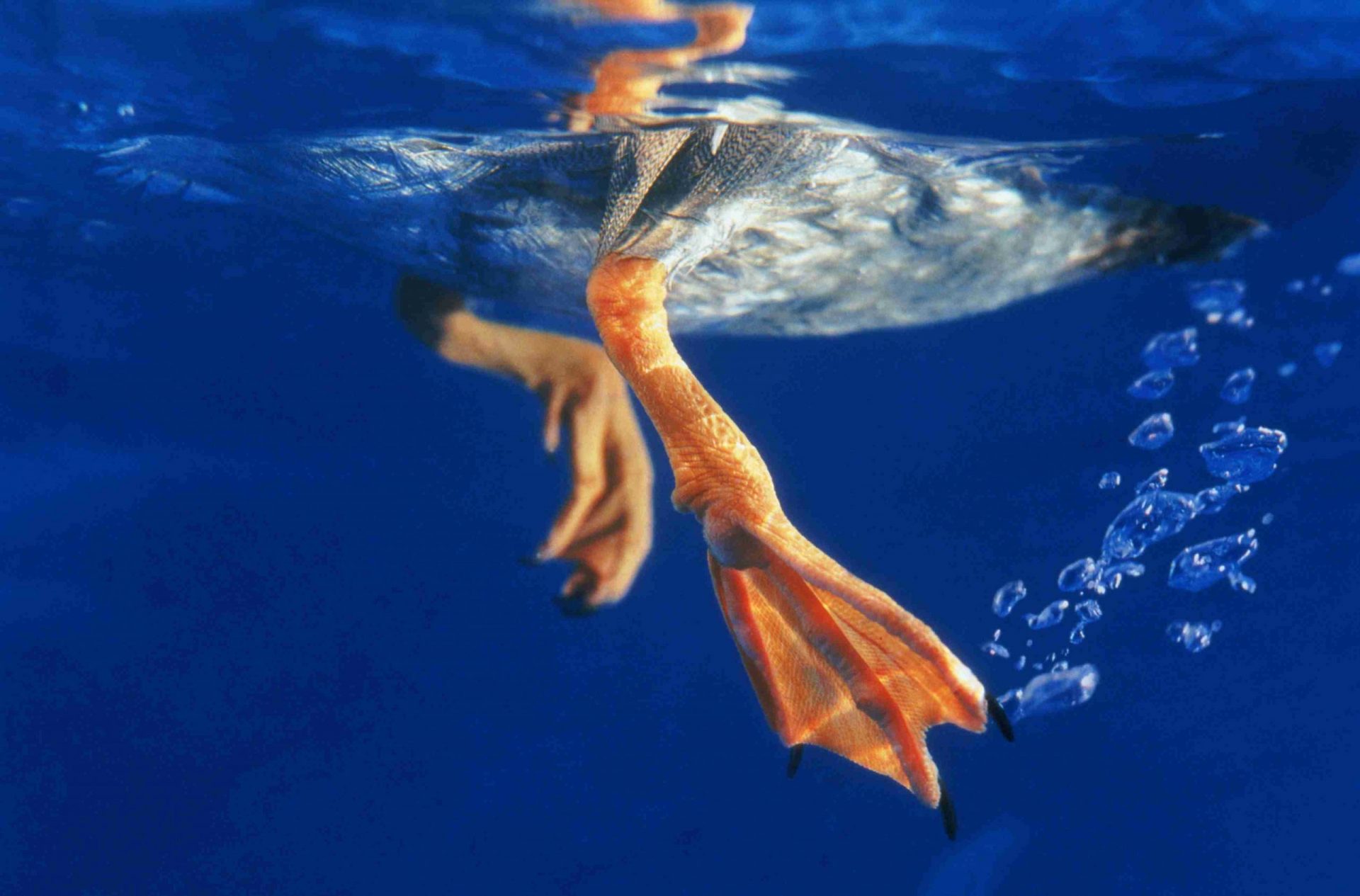 Primer plano de las patas palmeadas de un pato nadador