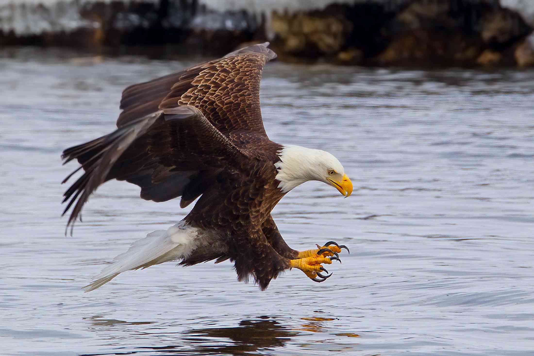 Águila calva aterrizando con las garras fuera en el río