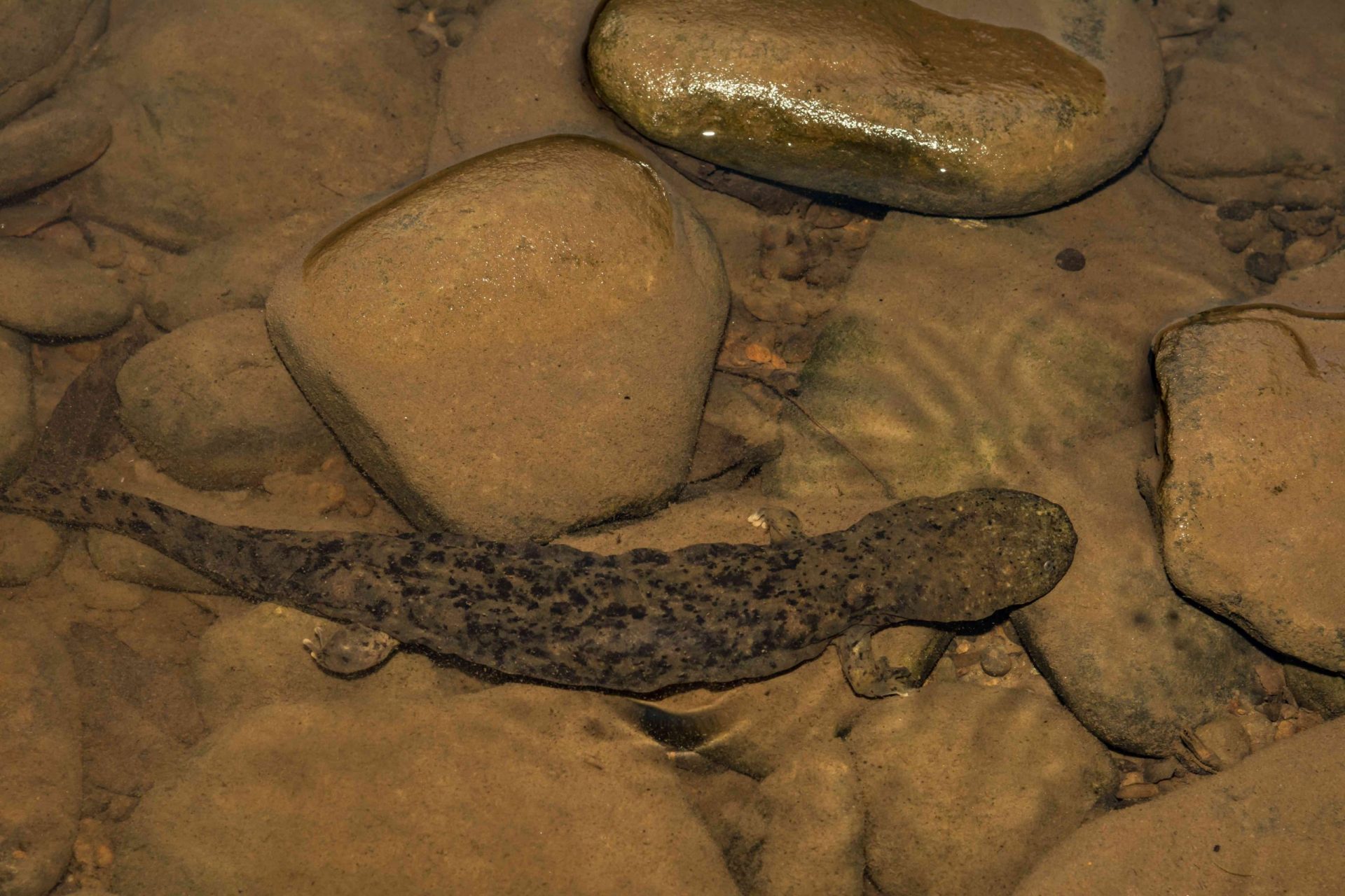 Hellbender oriental en un arroyo de Pensilvania buscando cangrejos de río