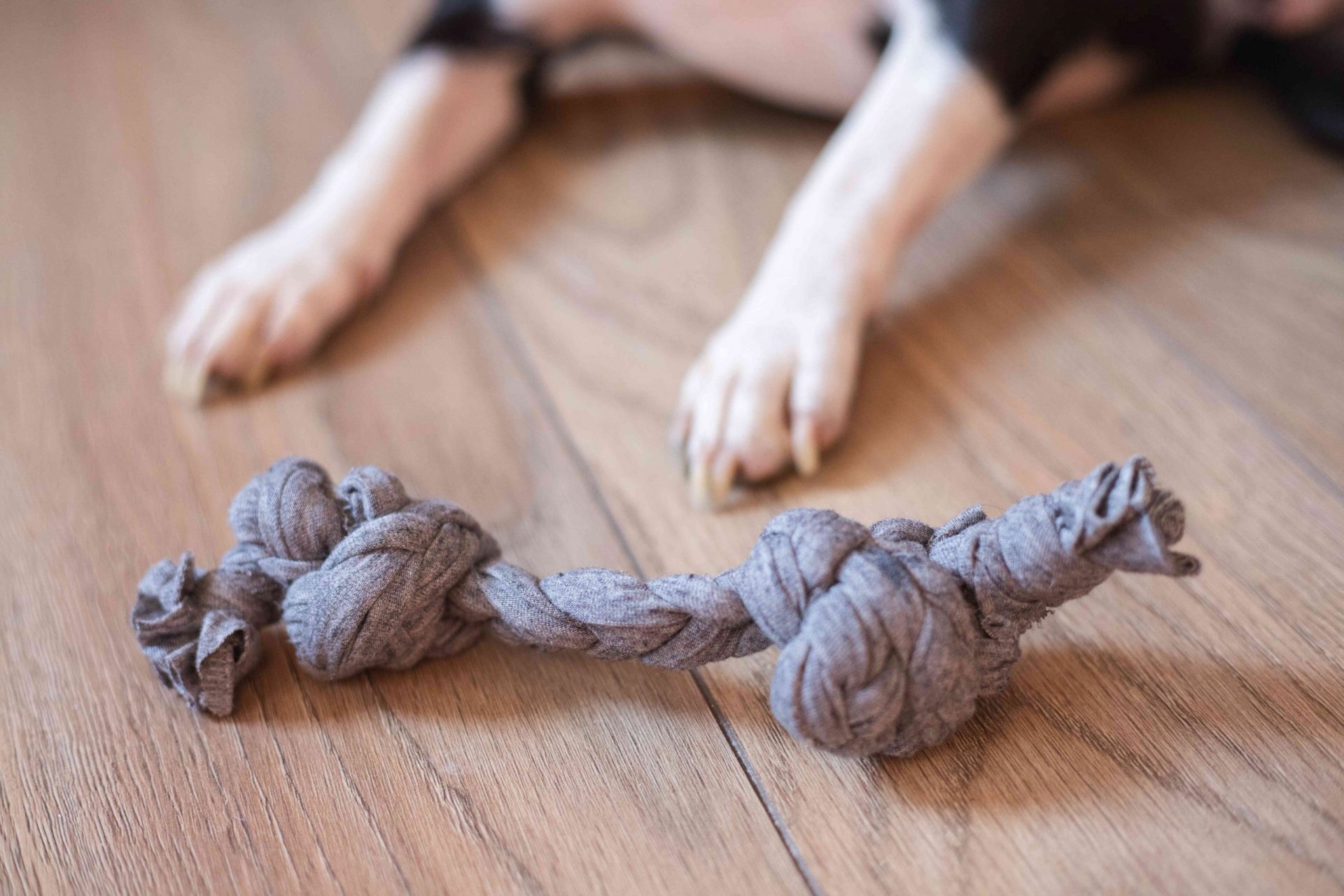 patas del perro delante de un trozo de tela reciclado convertido en un juguete para perros