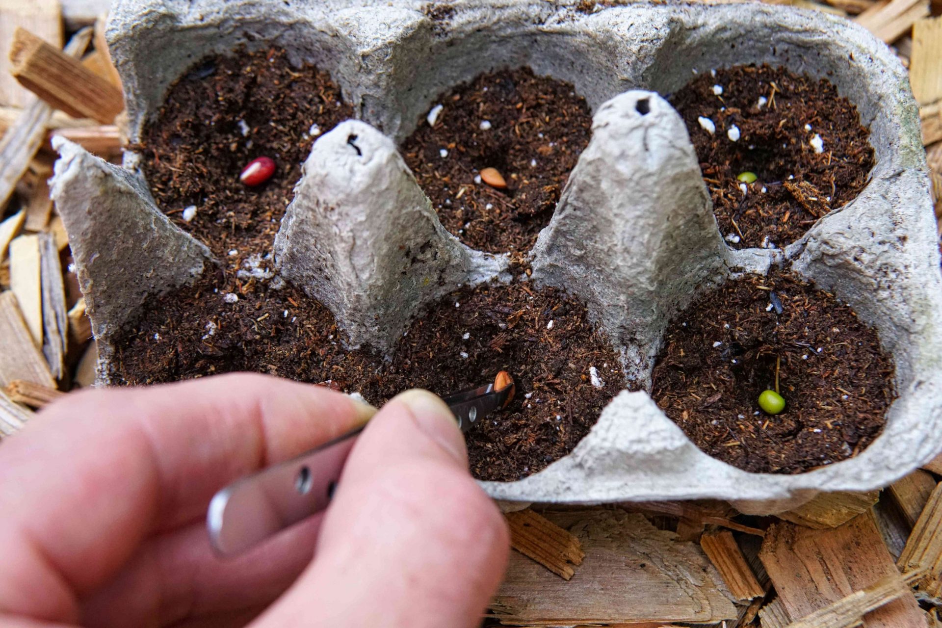 plantar semillas en tierra en un cartón de huevos