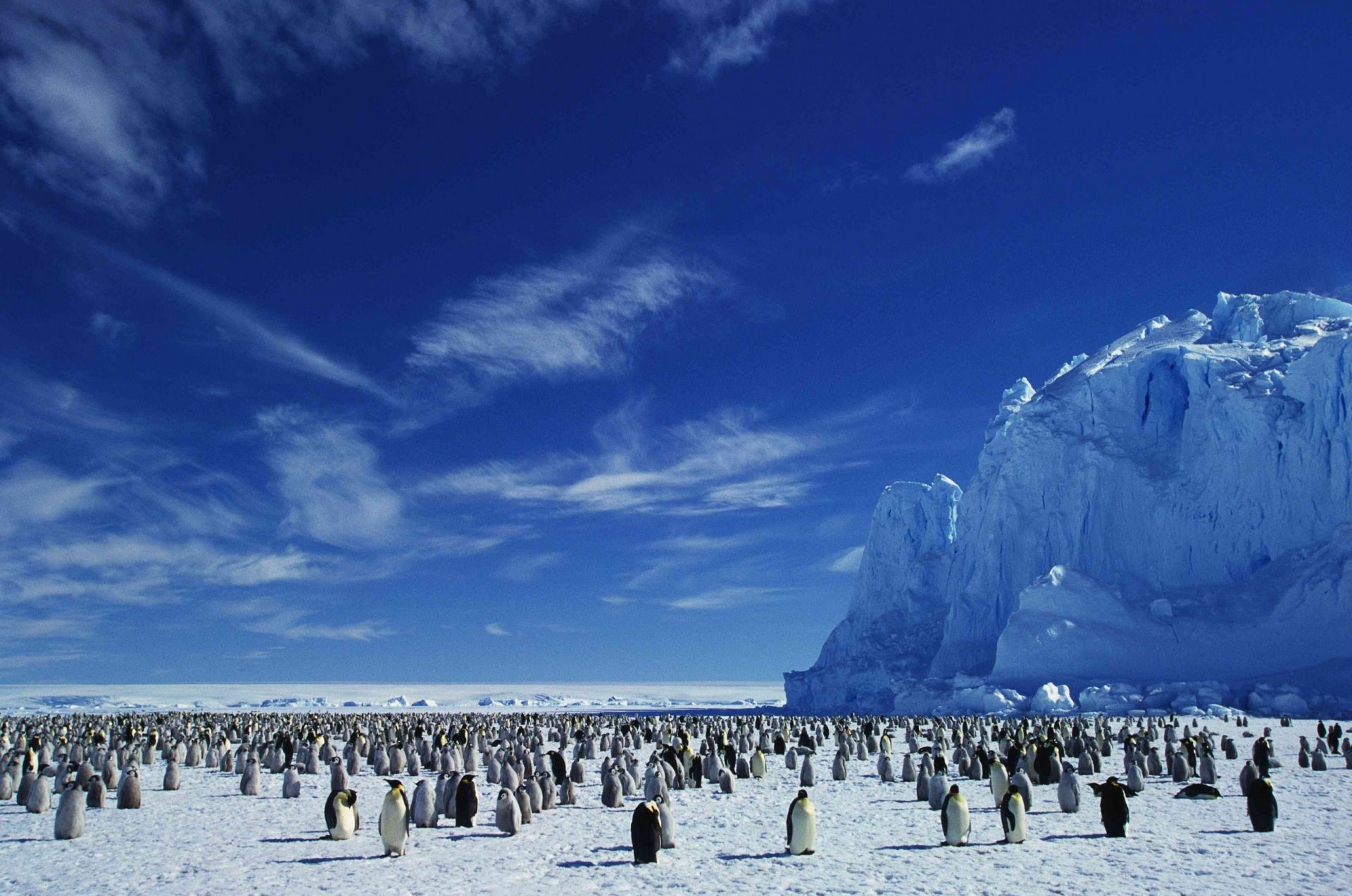 Una colonia de pingüinos emperador en una capa de hielo de la Antártida