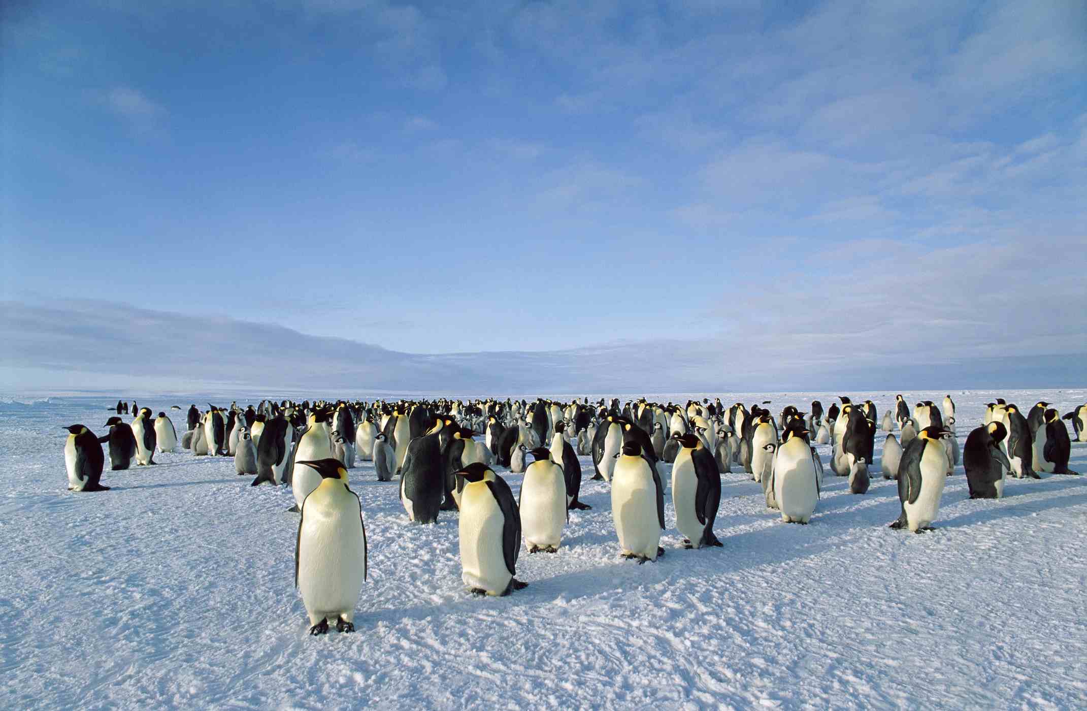 pingüinos emperador en desfile