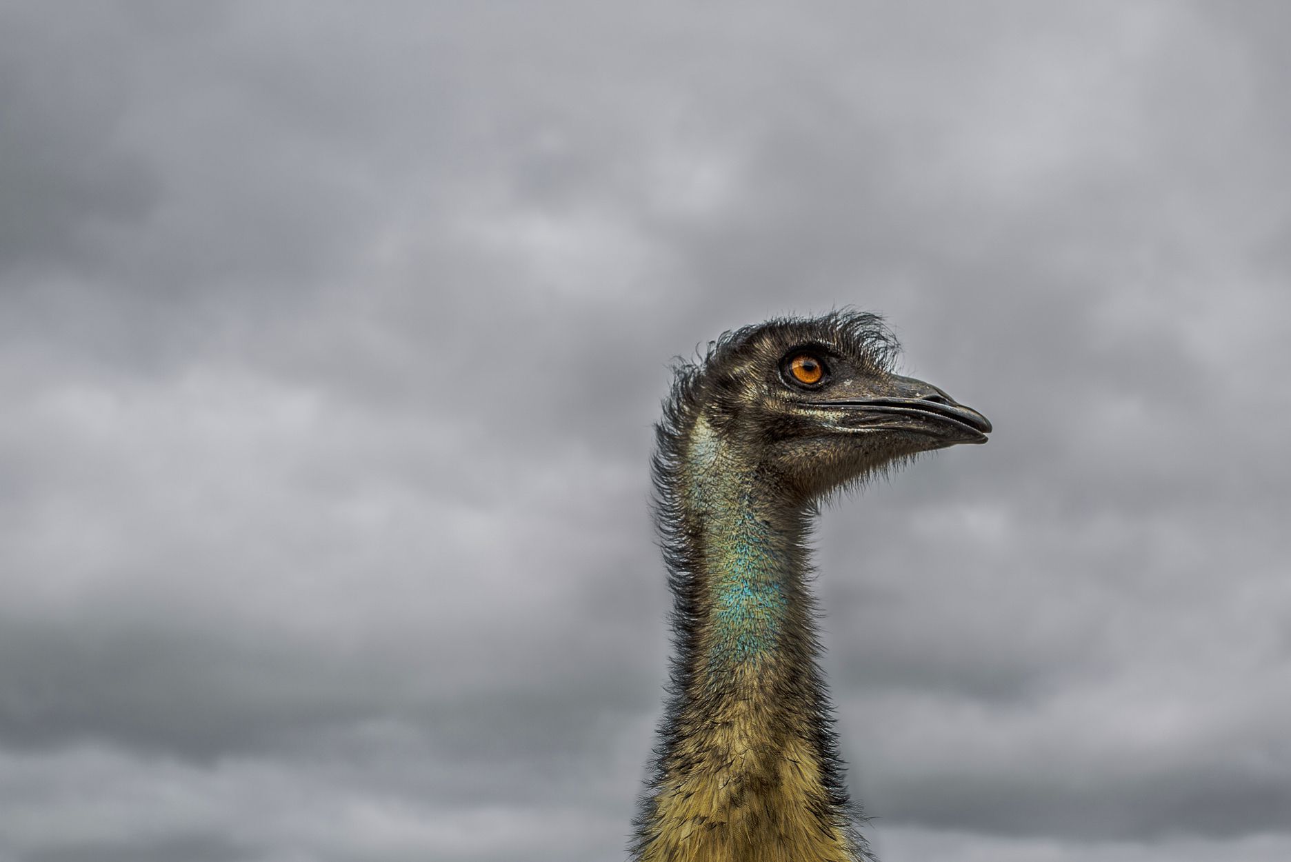 primer plano de la cabeza de un emú con nubes oscuras de tormenta en el cielo