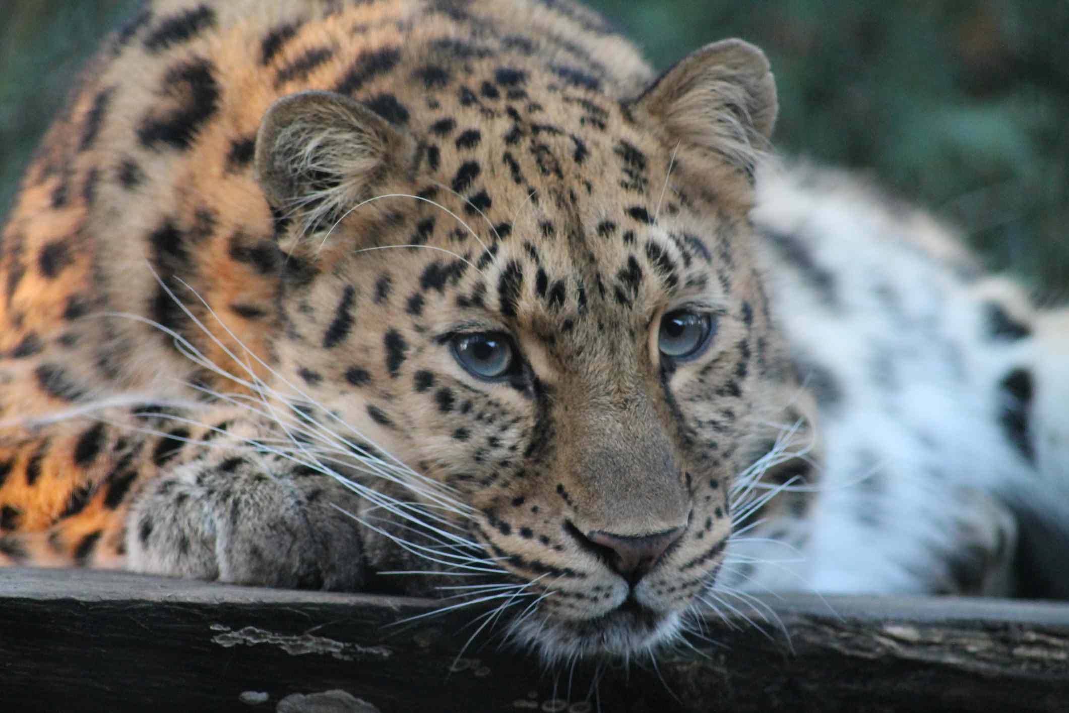 retrato en primer plano del leopardo de Amur