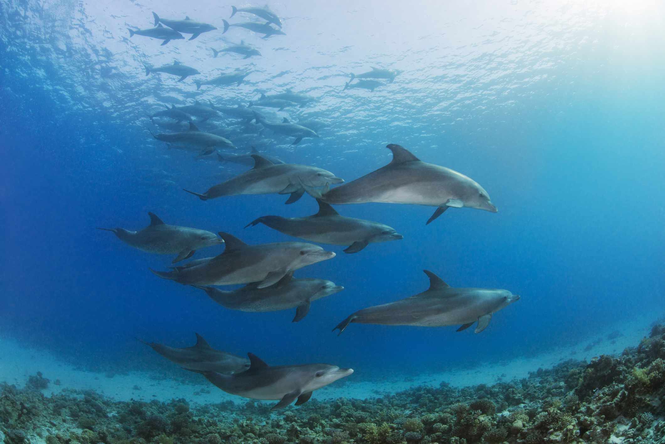 grupo de delfines nadando cerca bajo el agua