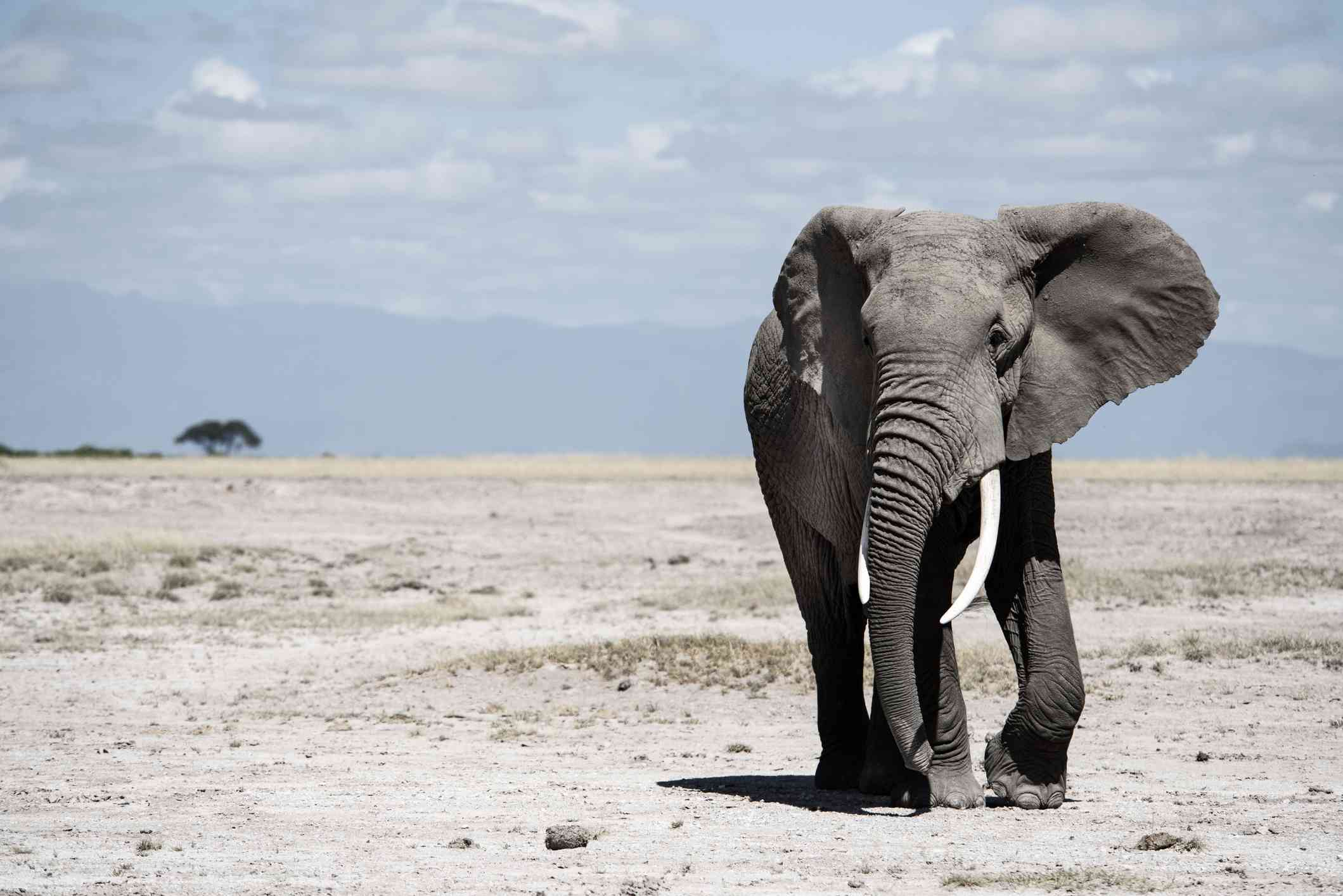 elefante caminando en campo abierto contra el cielo azul claro