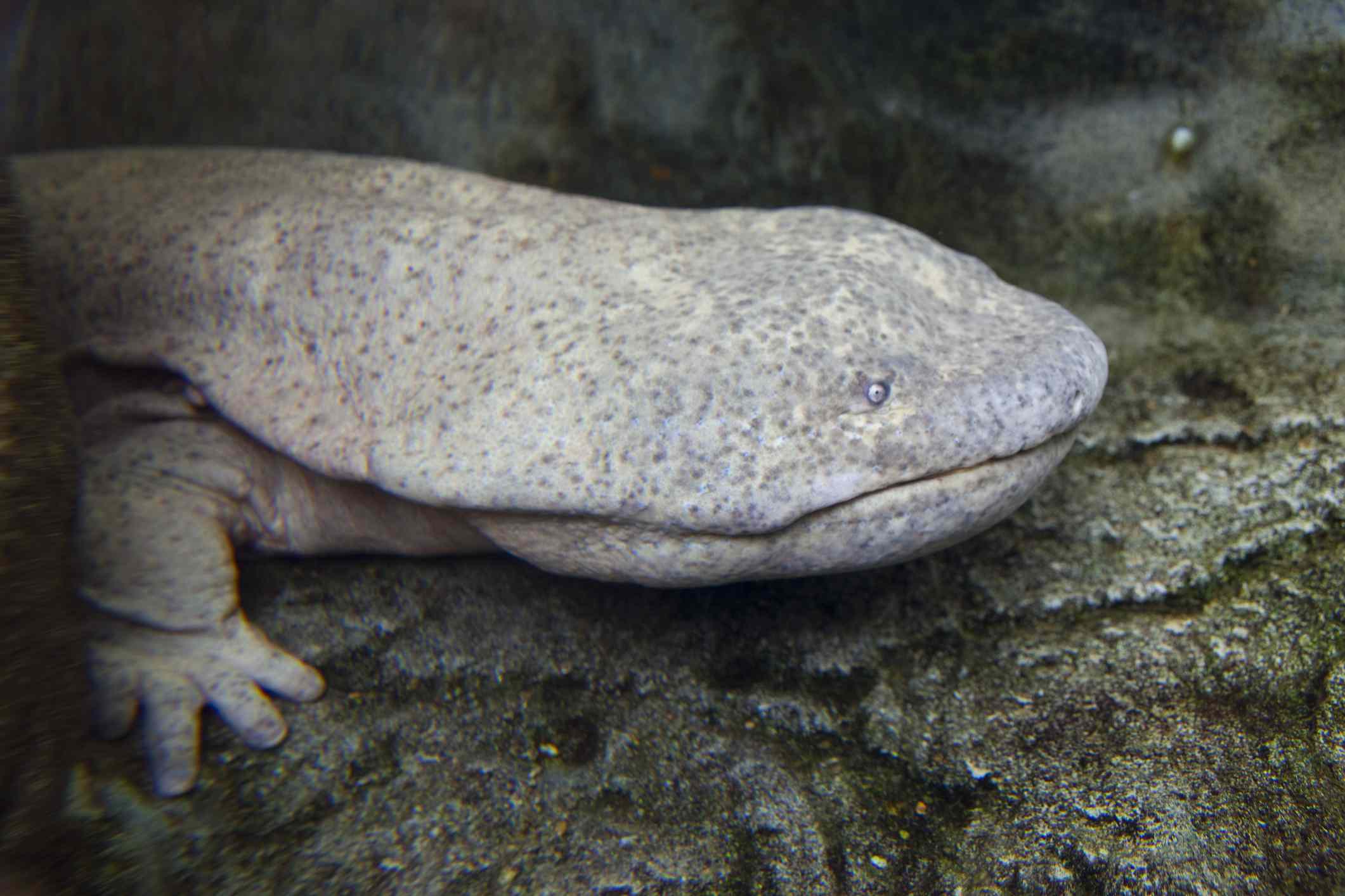 perfil de salamandra gigante china gris caminando hacia la derecha