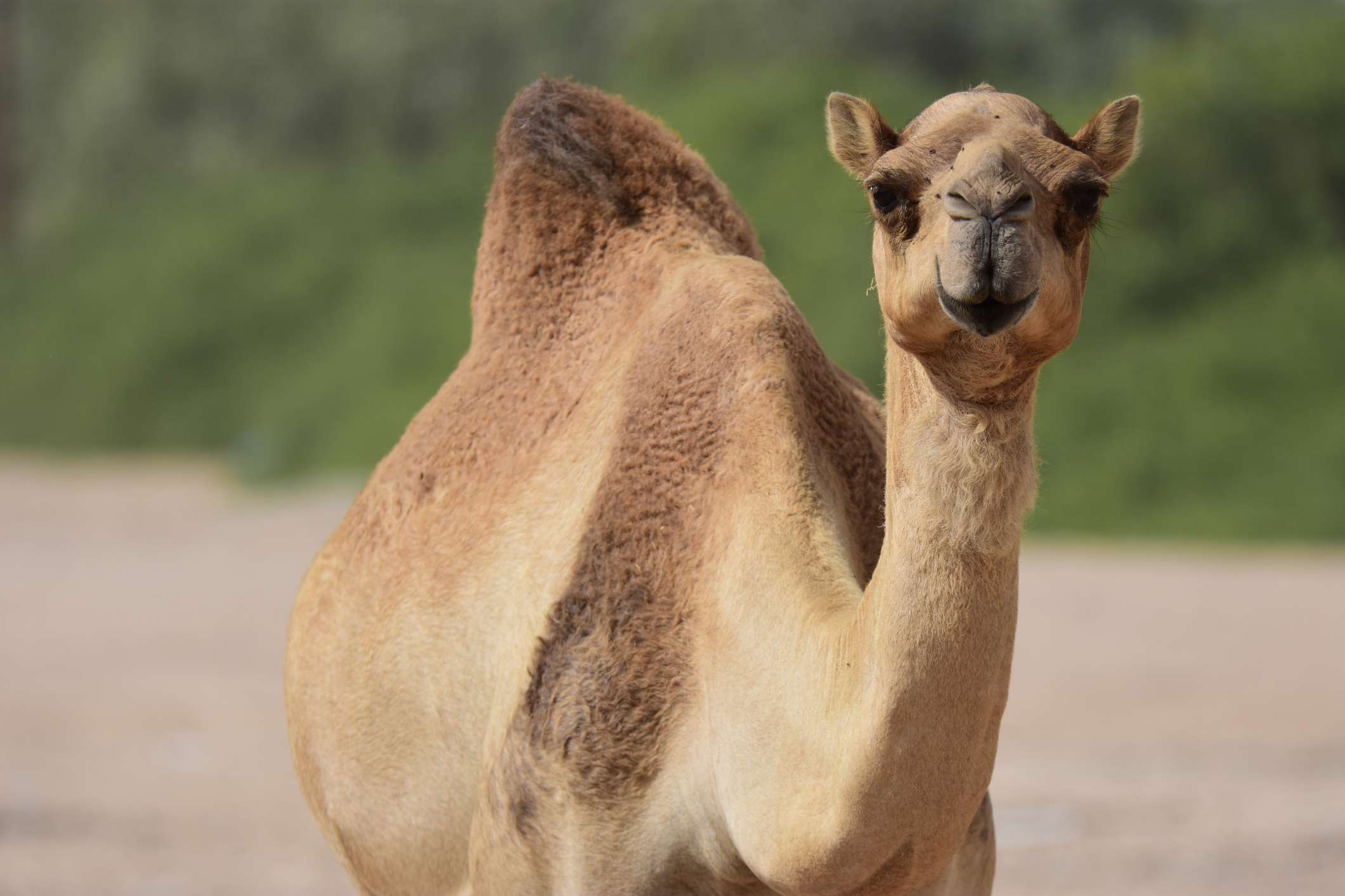 vista frontal de un camello de una sola joroba