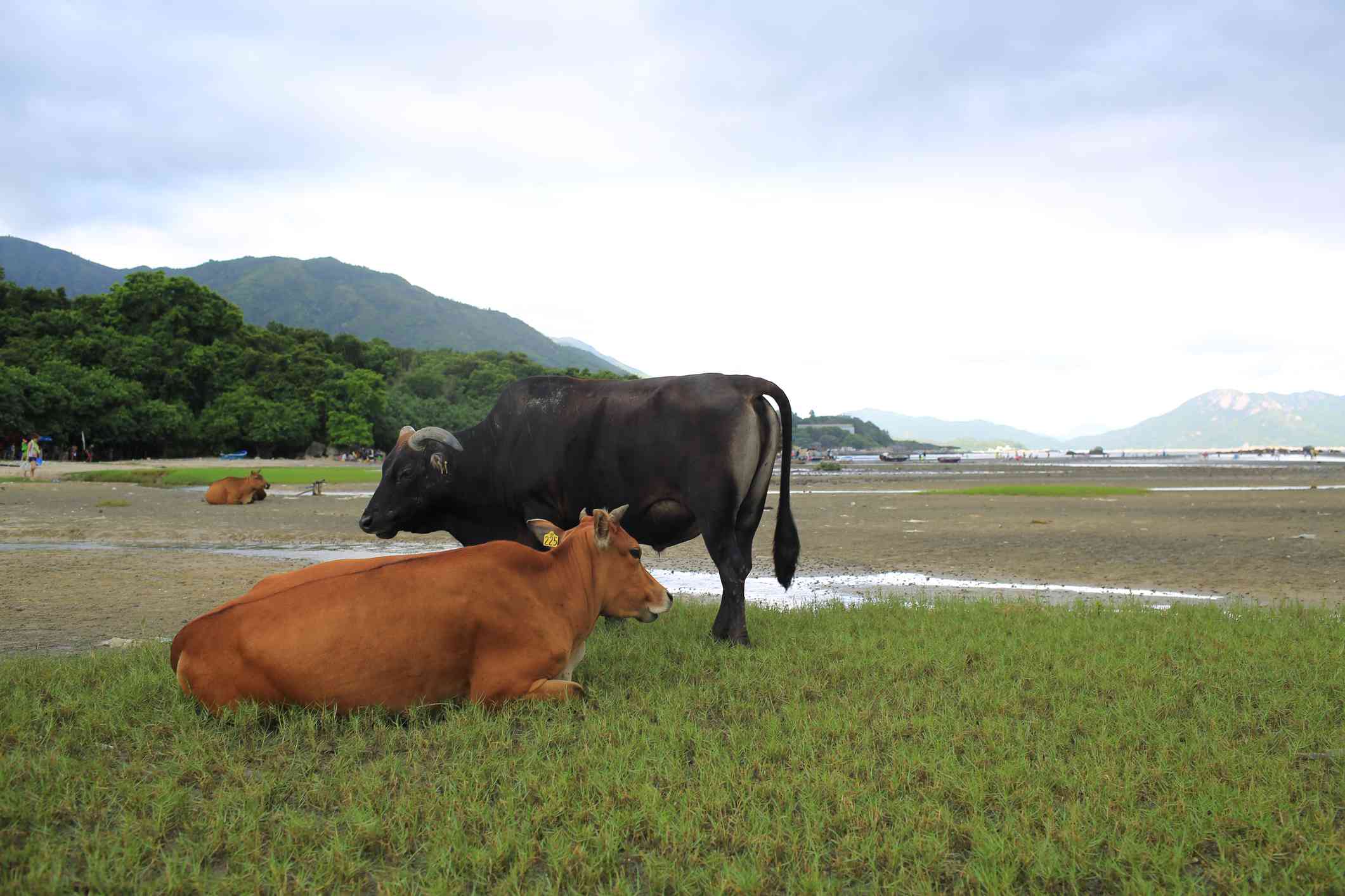 vacas salvajes negras y marrones descansan en la hierba abierta