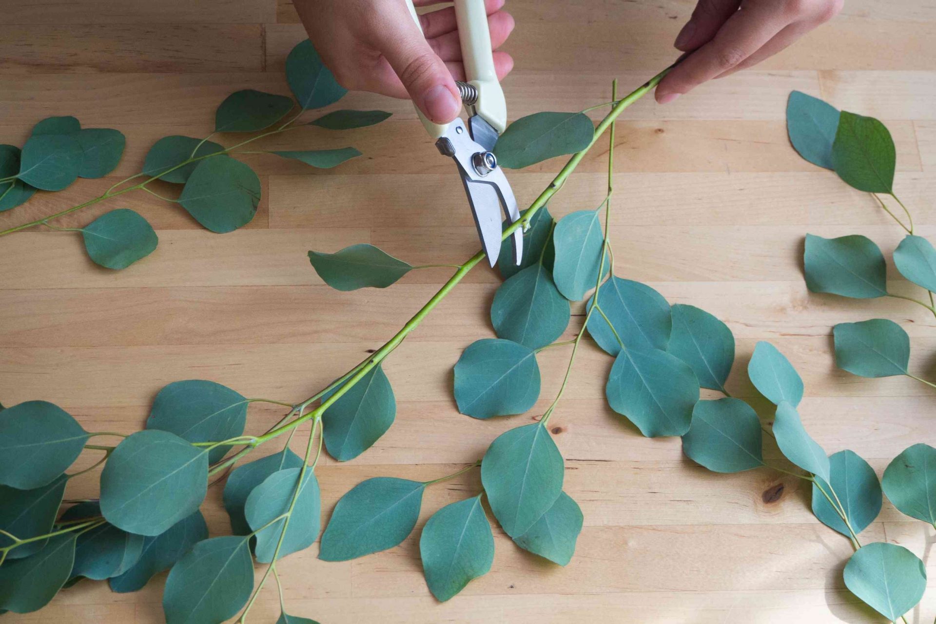 manos utilizar tijeras de podar para cortar las ramas de eucalipto en una longitud más corta para colgar