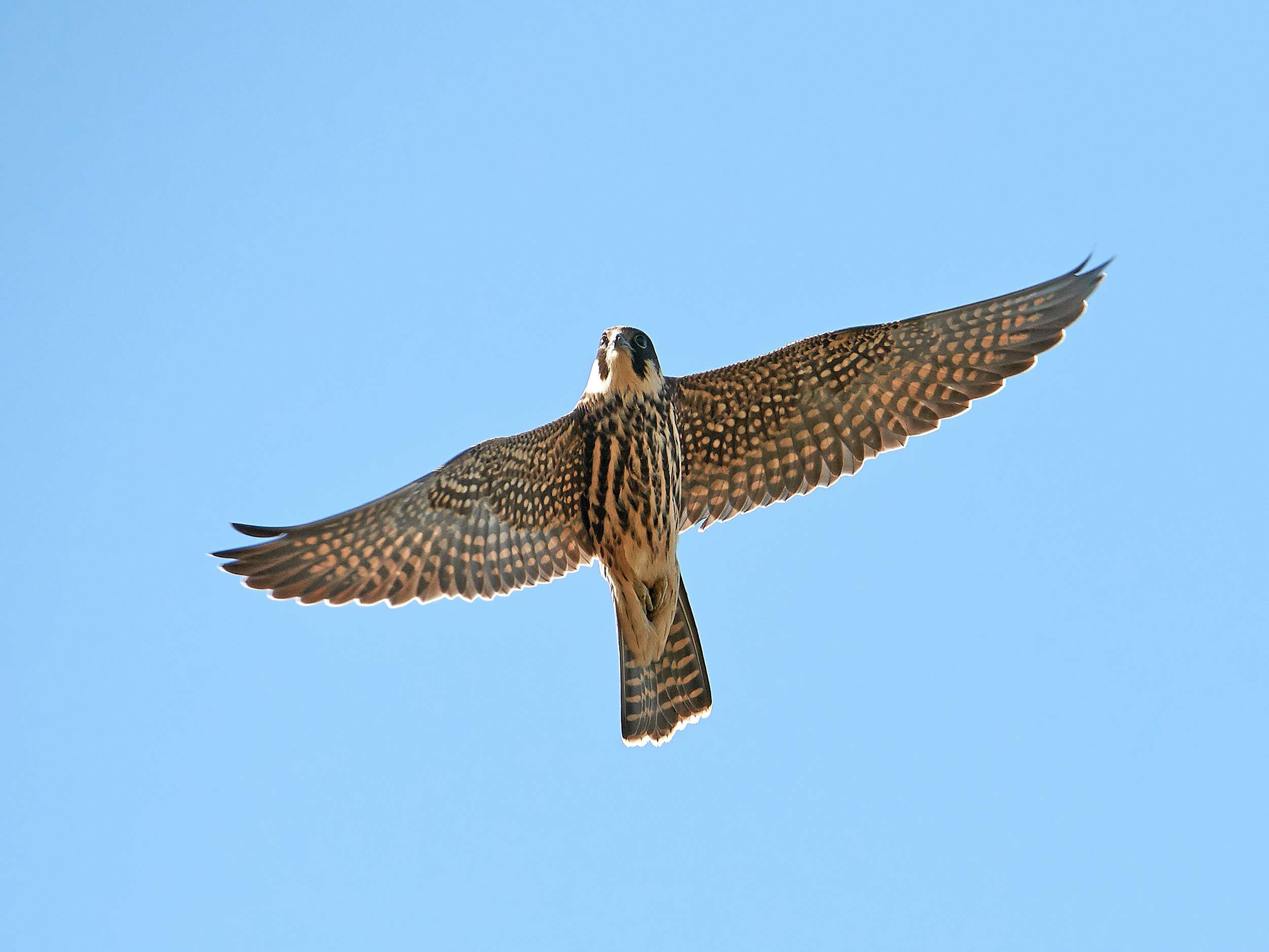 Aficionado euroasiático (Falco subbuteo)