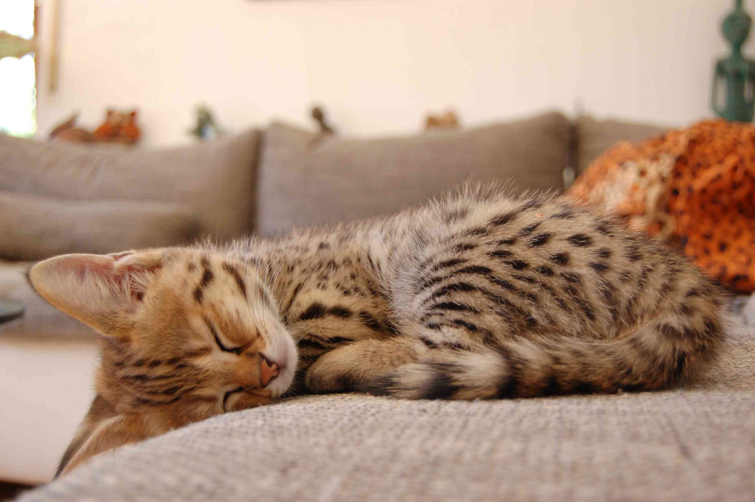 Gato Savannah durmiendo en el sofá mostrando su pelaje manchado y sus grandes orejas