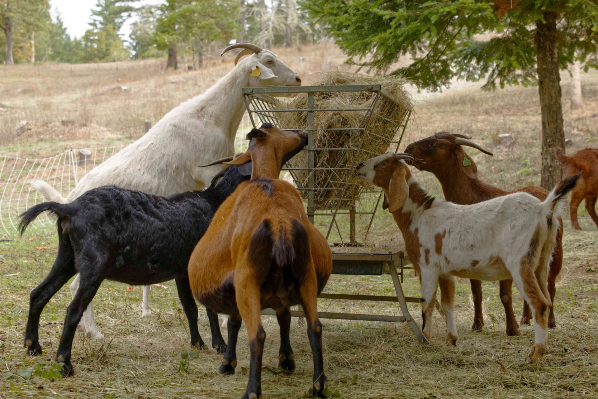 las cabras se levantan sobre las patas traseras para comer heno de un contenedor metálico elevado en el pasto