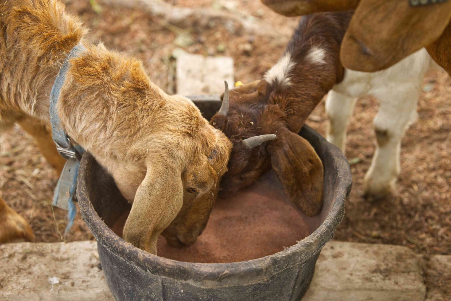 Las cabras de color marrón y fuego comen suplementos minerales de un cuenco de granja polvoriento