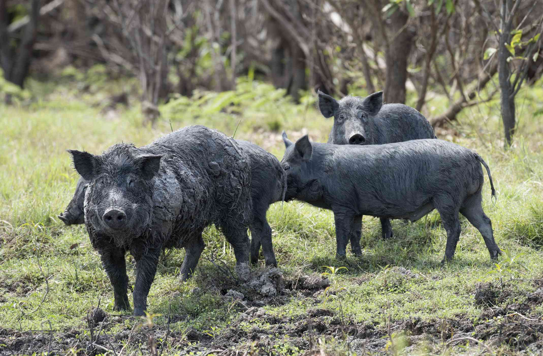 Cuatro cerdos salvajes negros de pie en un campo de hierba