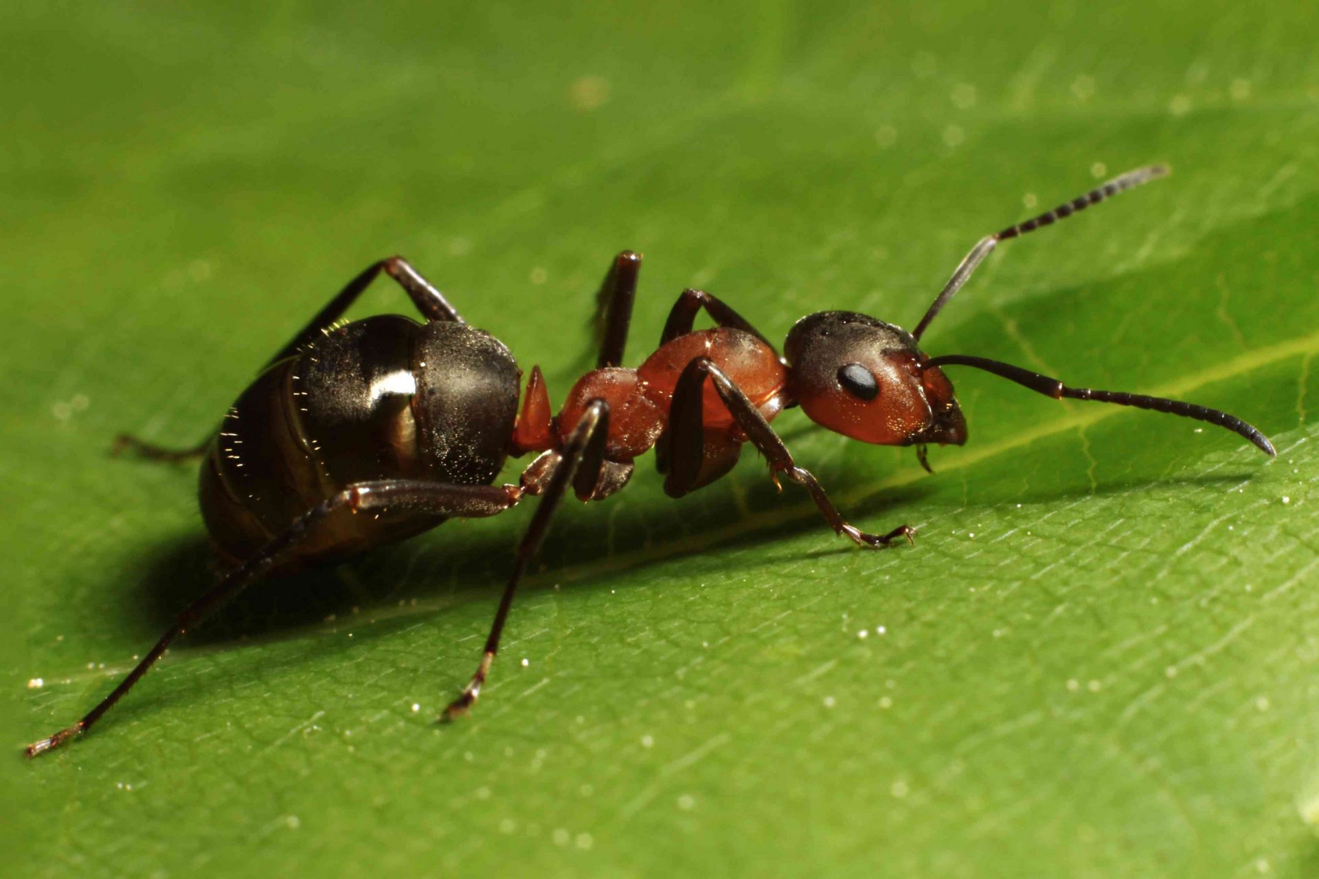 Una hormiga con la cabeza roja y el abdomen negro sentada en una hoja verde
