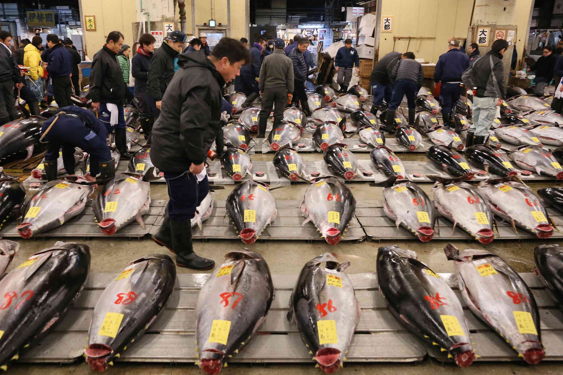 Primera subasta de 2015 celebrada en el mercado de pescado de Tsukiji