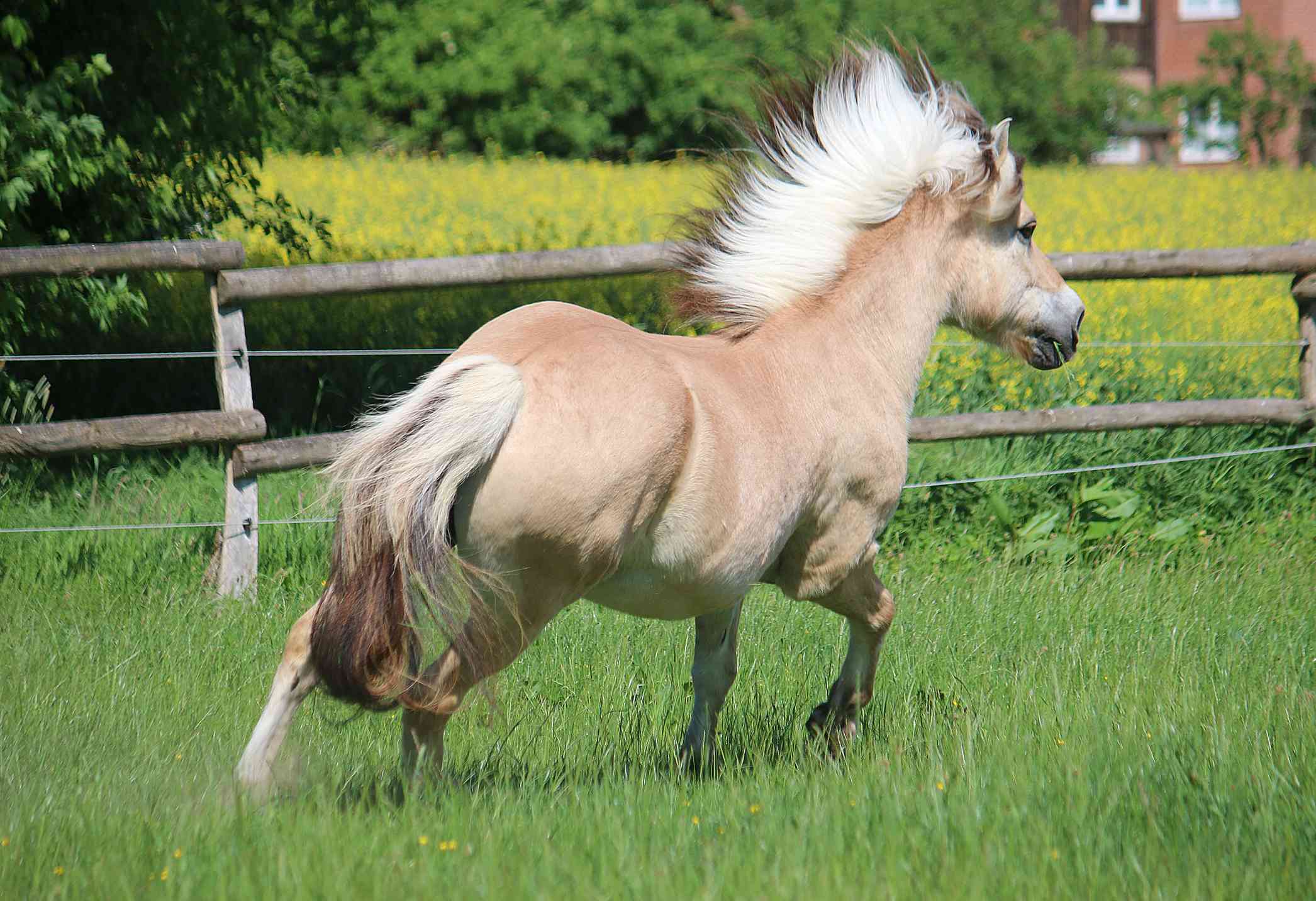 Un caballo de fiordo con una melena blanca y negra corre por el campo