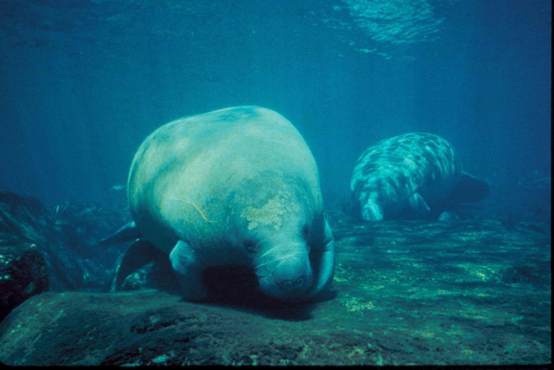 dos manatíes alimentándose en aguas poco profundas en Florida