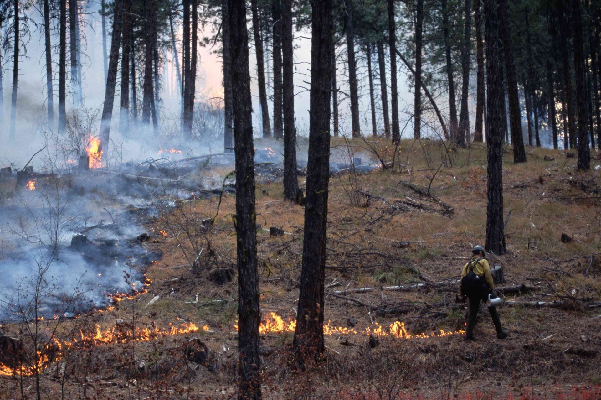 Trabajador forestal realizando una quema controlada