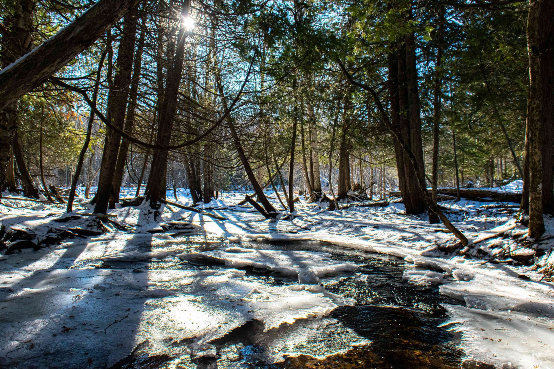 la nieve se derrite en un bosque soleado