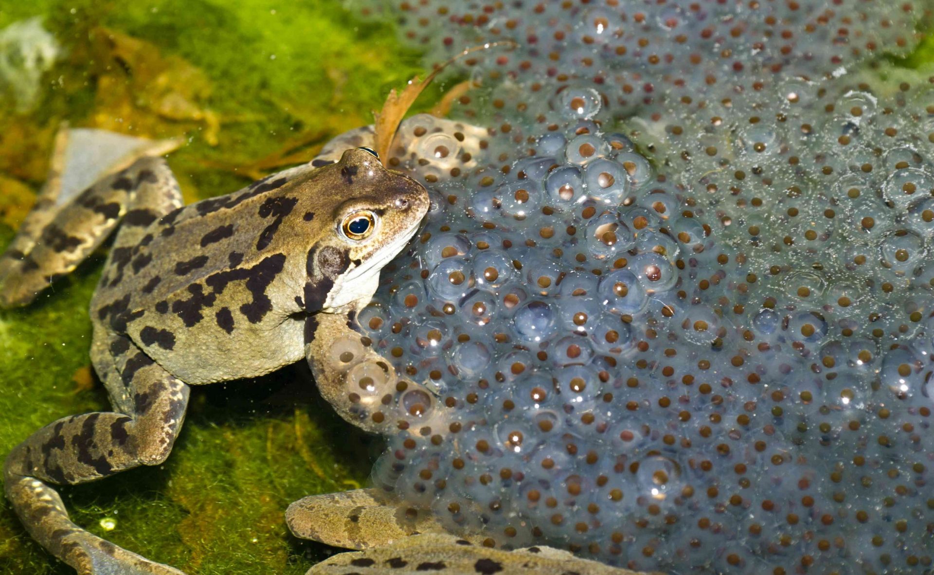 una rana con muchos huevos de rana