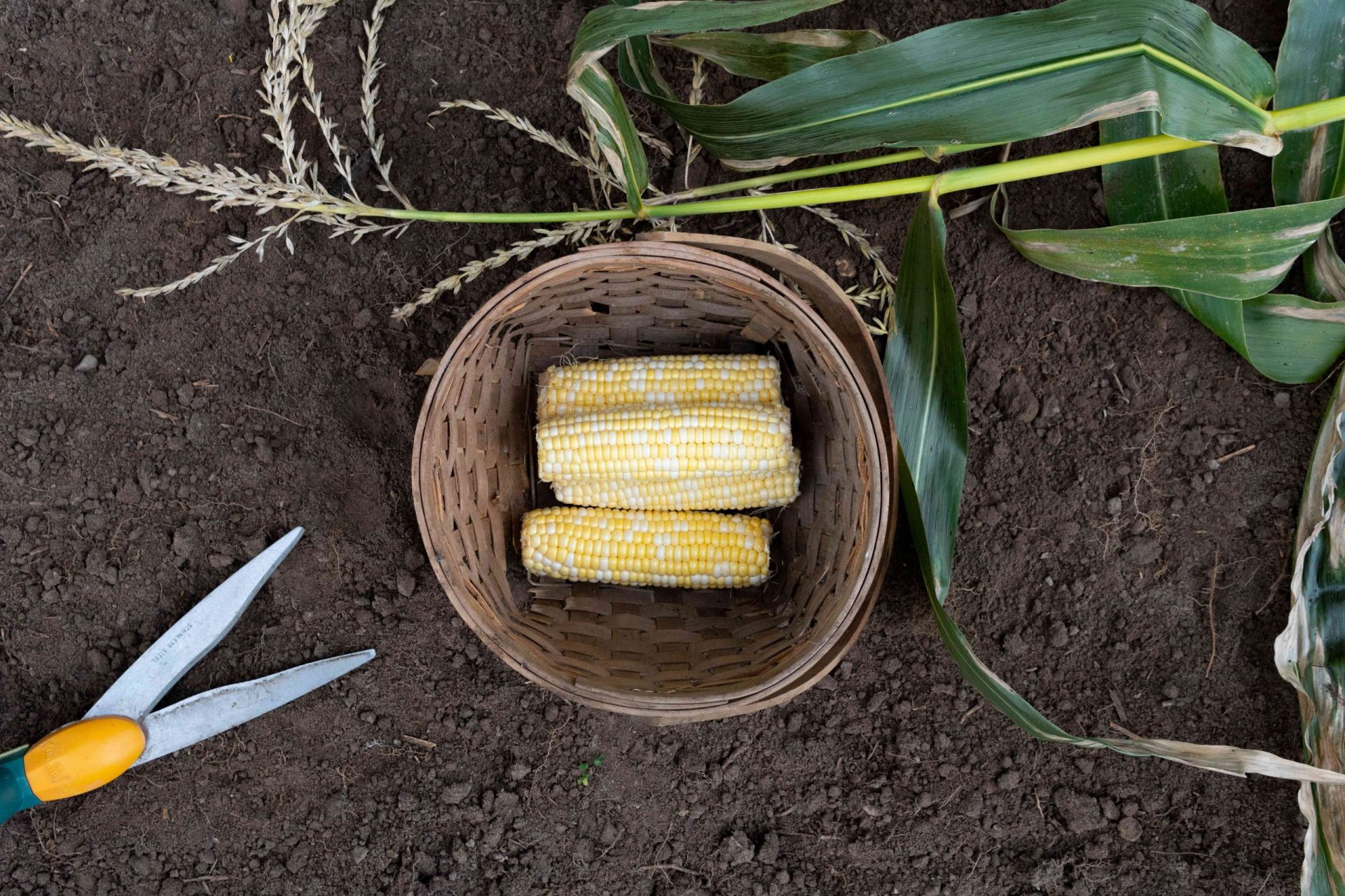 una cesta de maíz en el suelo de tierra