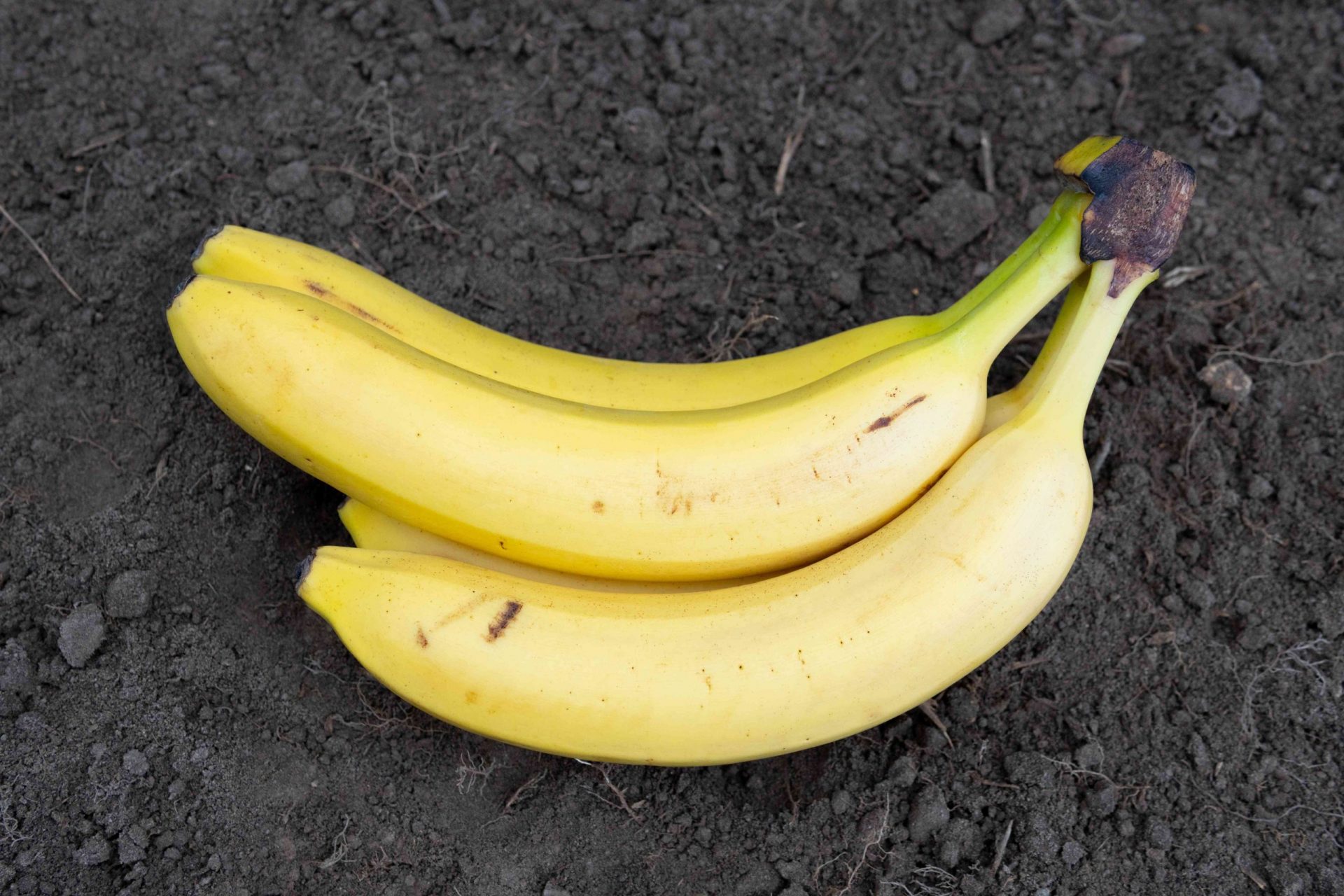 racimo de plátanos sobre tierra negra