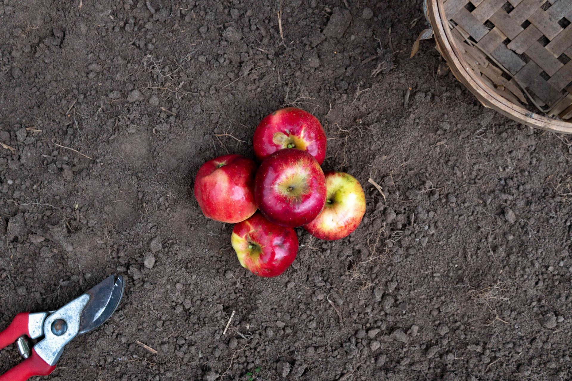 manzanas rojas y una cesta sobre tierra negra